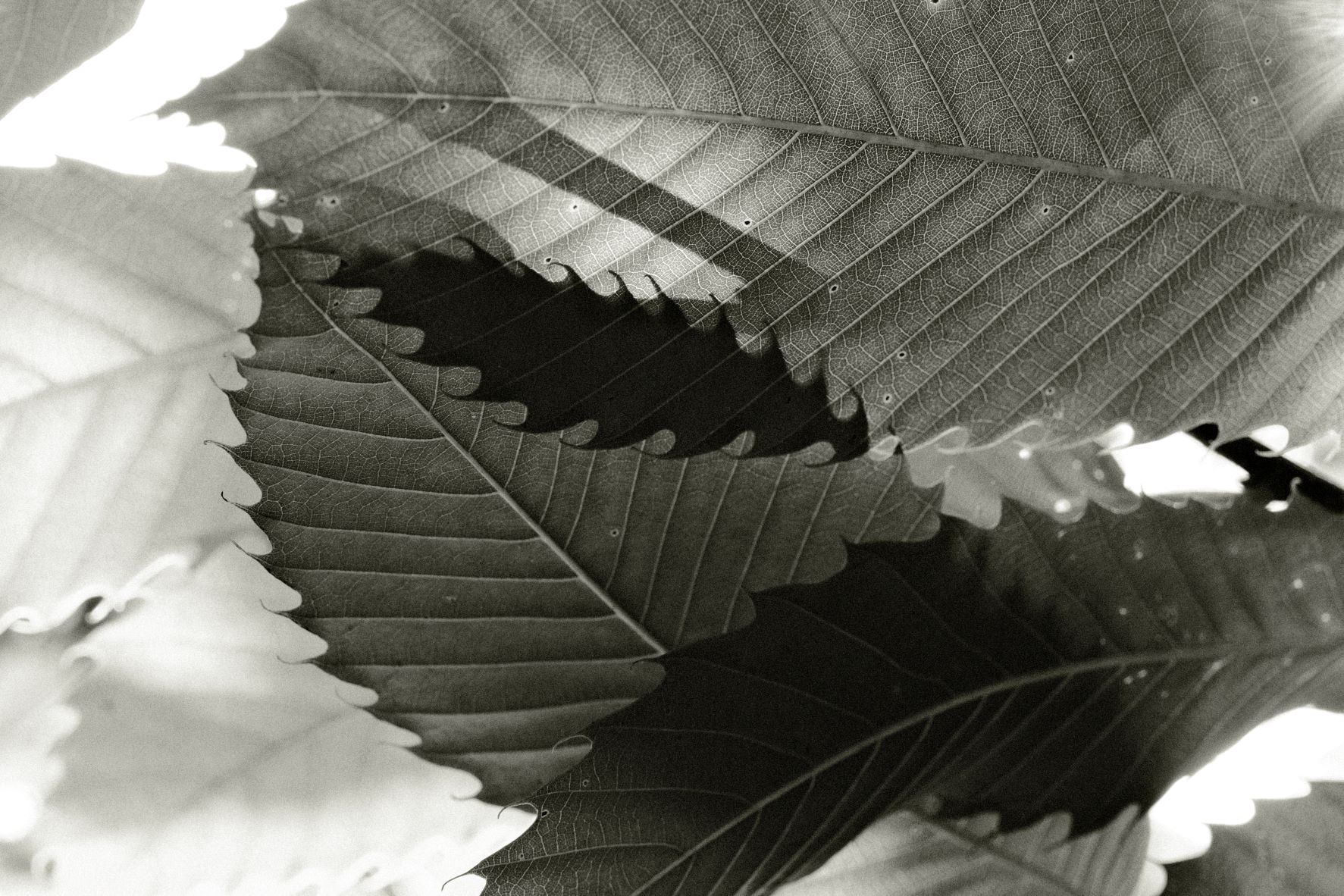Kodak Tri-X 33 film recipe sample photo