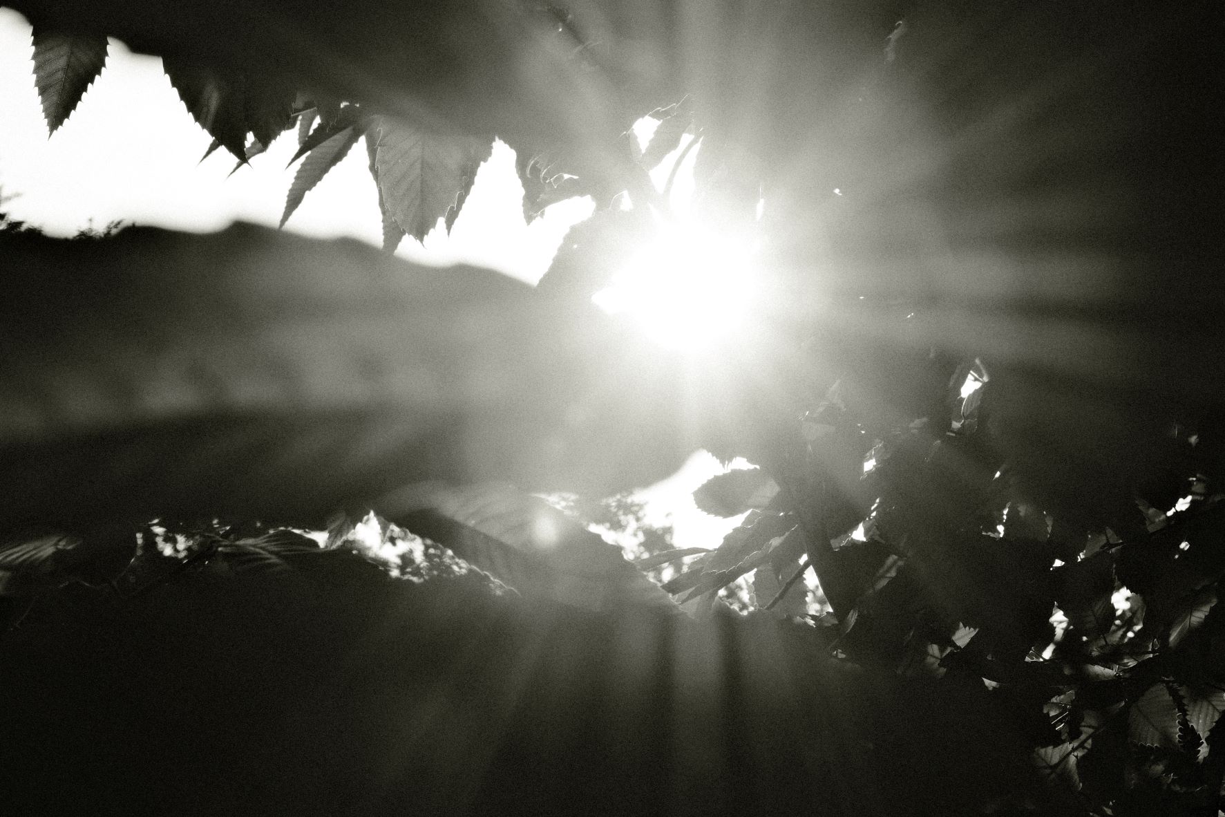 Kodak Tri-X 33 film recipe sample photo