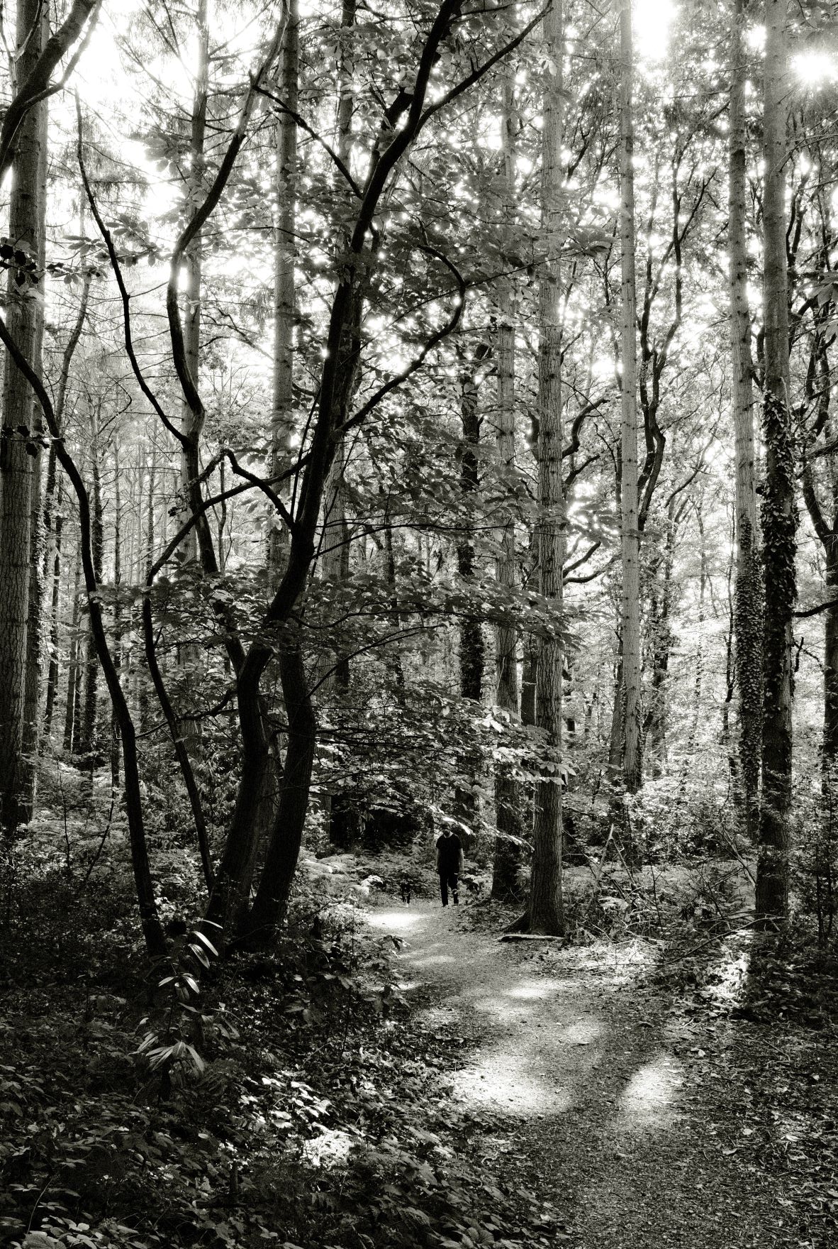 Kodak Tri-X 33 film recipe sample photo