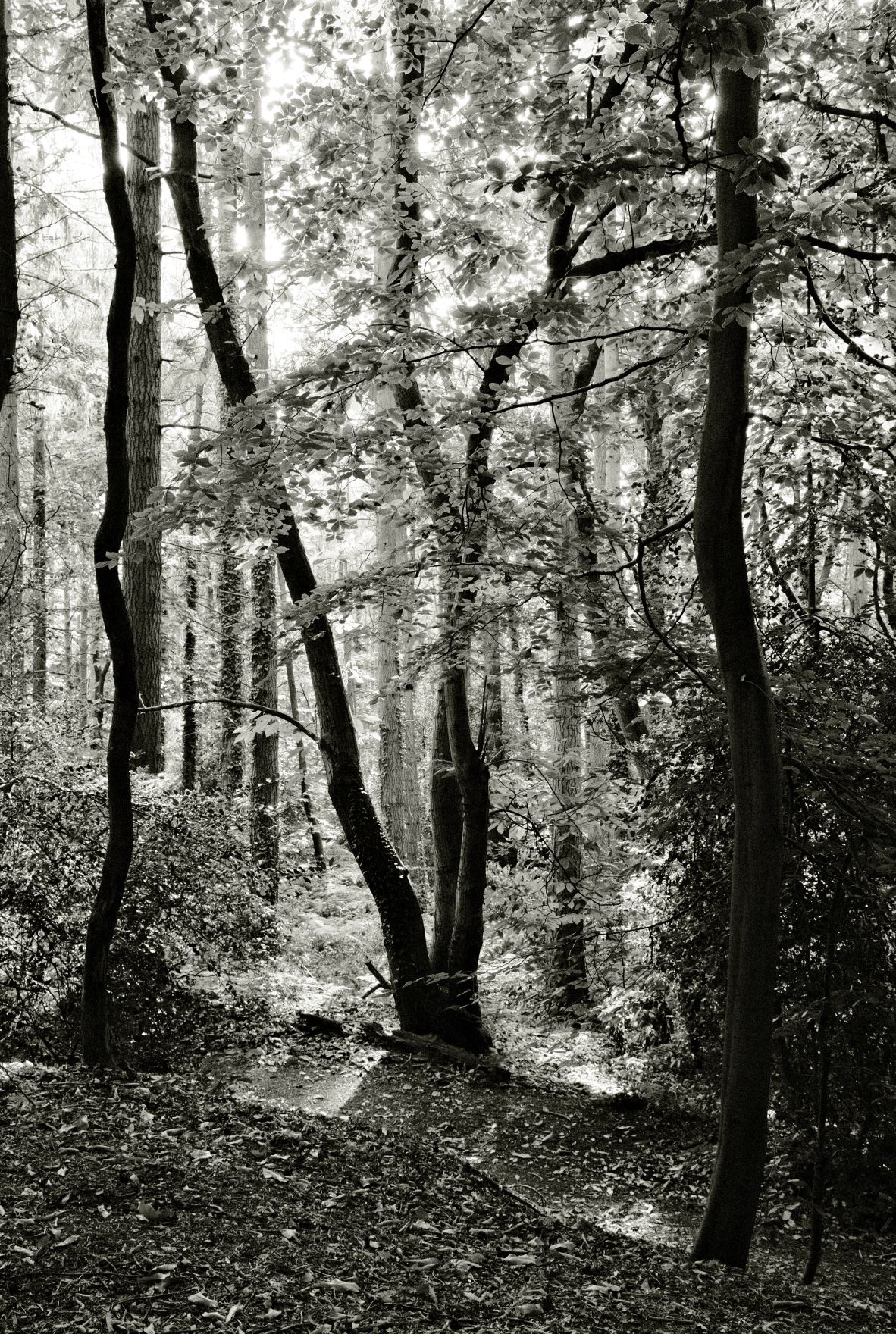 Kodak Tri-X 33 film recipe sample photo