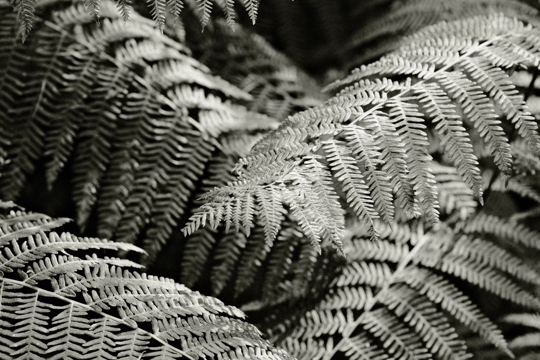 Kodak Tri-X 33 film recipe sample photo