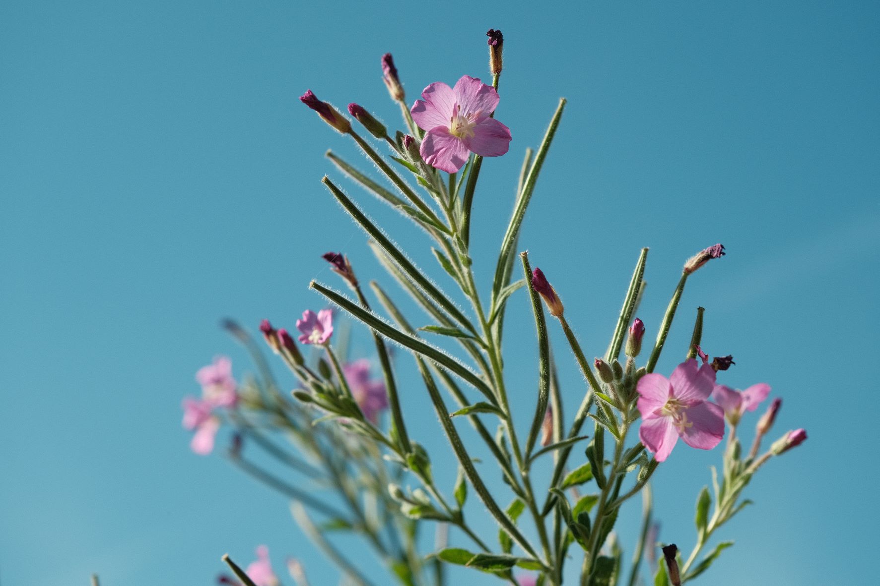 Kodak Portra Daily film recipe sample photo