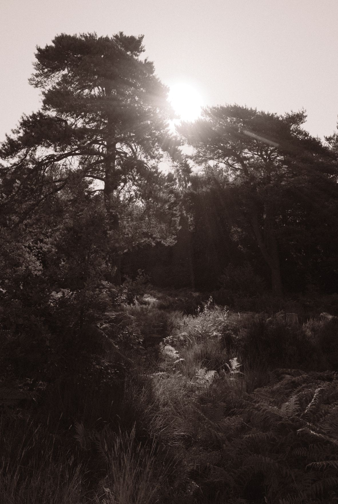 Atarangi Mono film recipe sample photo