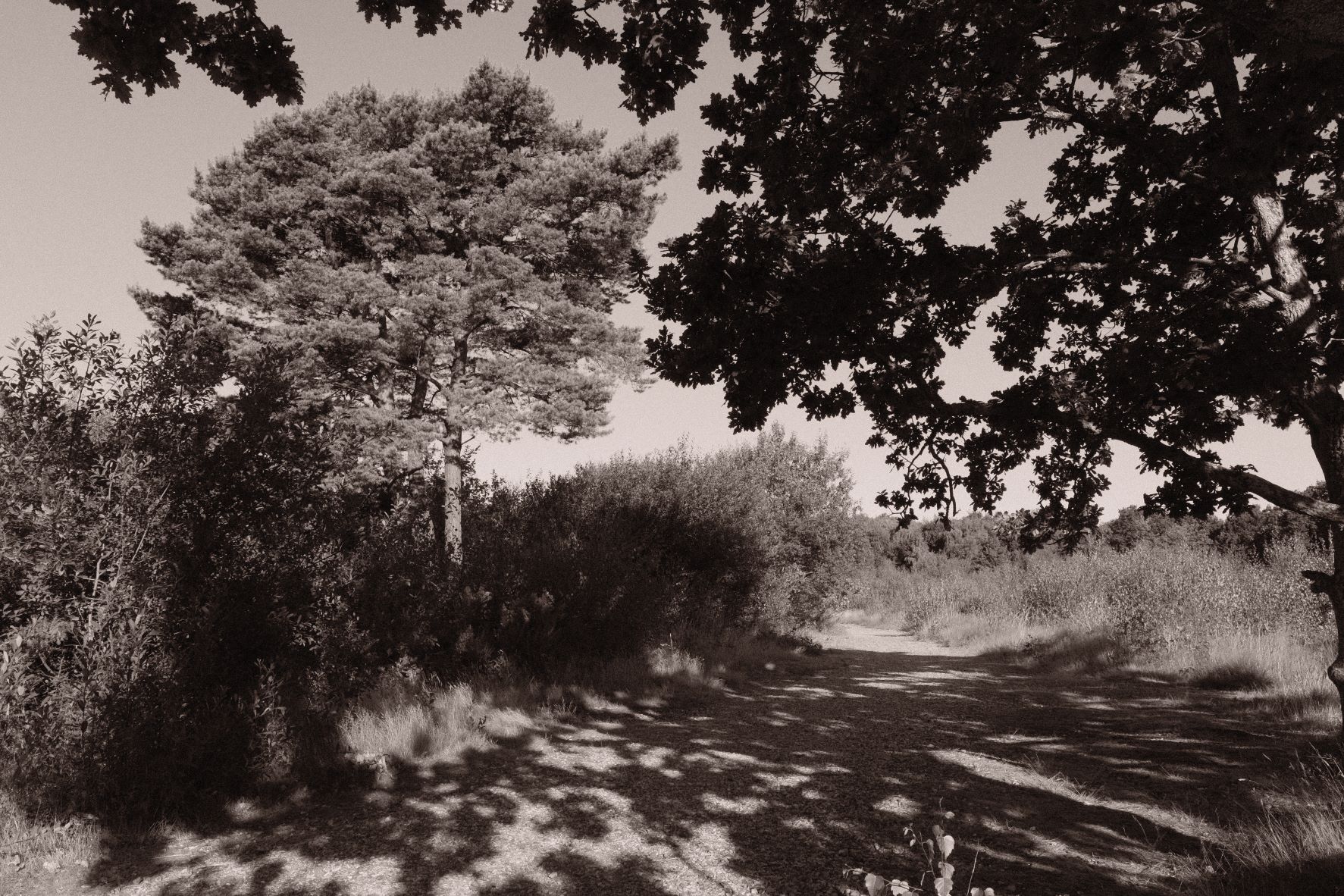 Atarangi Mono film recipe sample photo