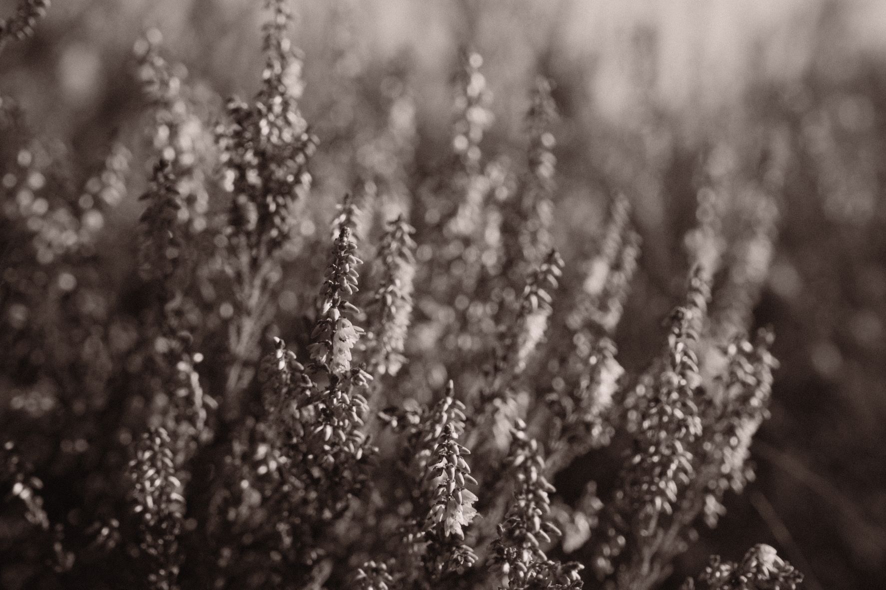 Atarangi Mono film recipe sample photo