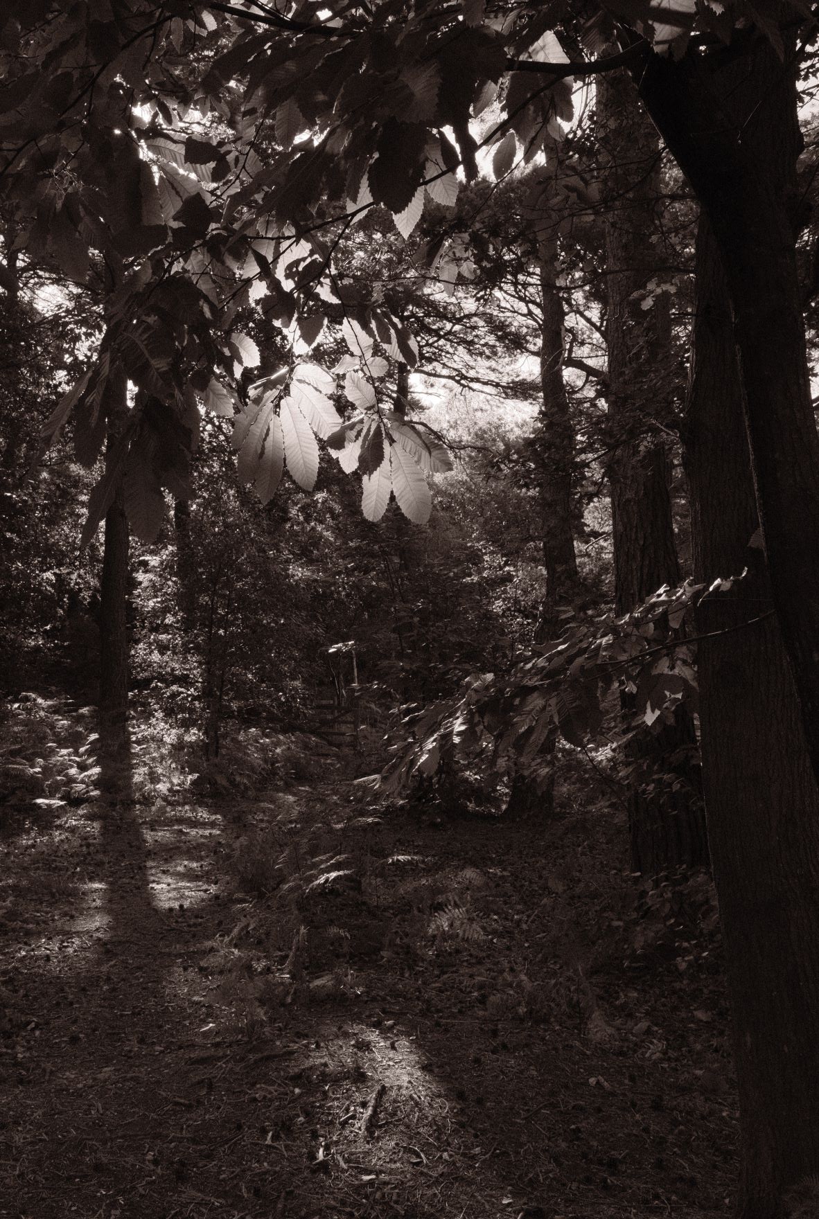 Atarangi Mono film recipe sample photo