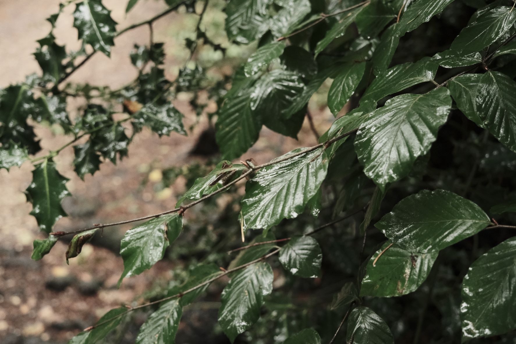 Cinematic Cool film recipe sample photo