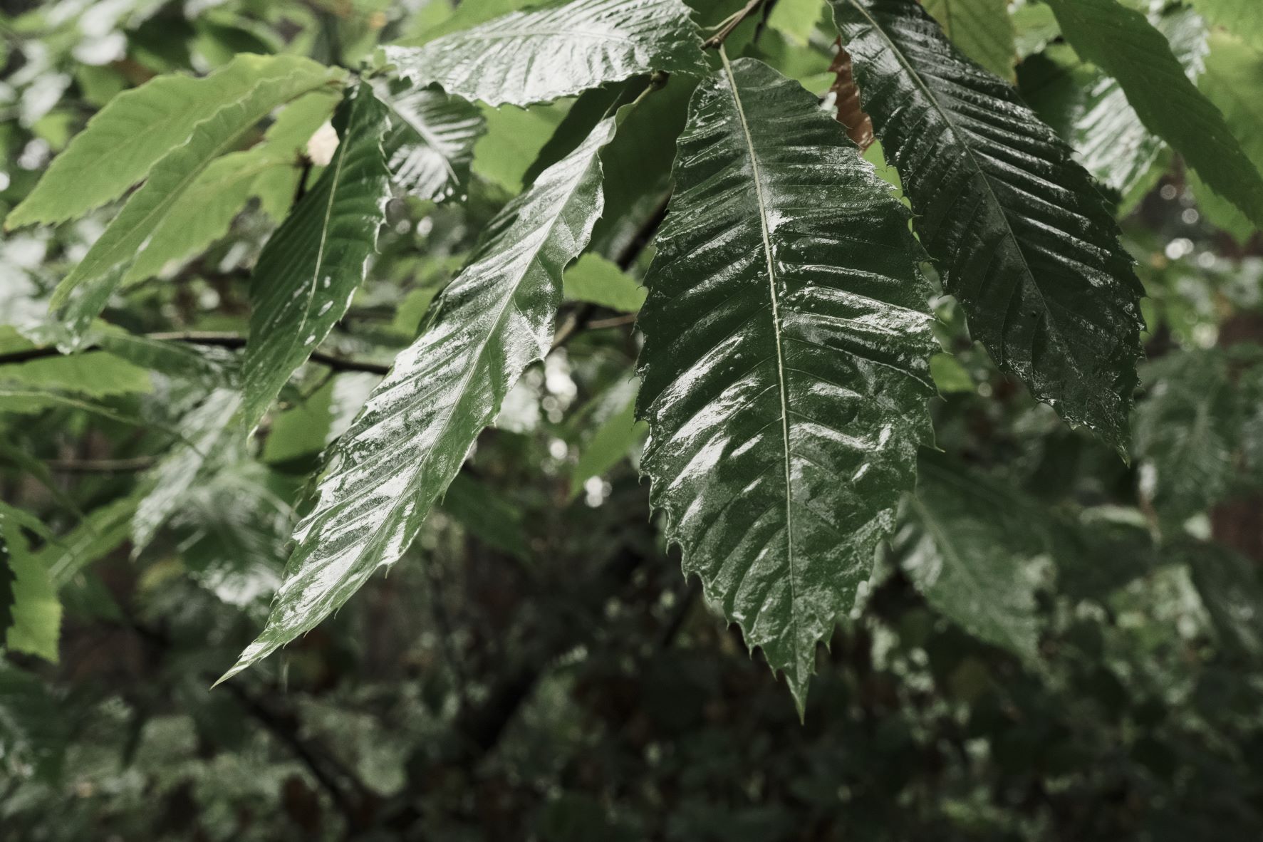 Cinematic Cool film recipe sample photo