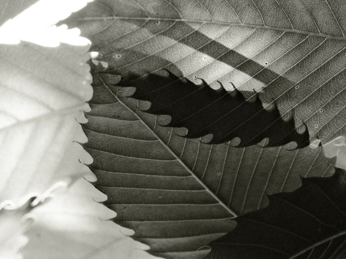 Kodak Tri-X 33, for Grainy Punchy&nbsp;Mono