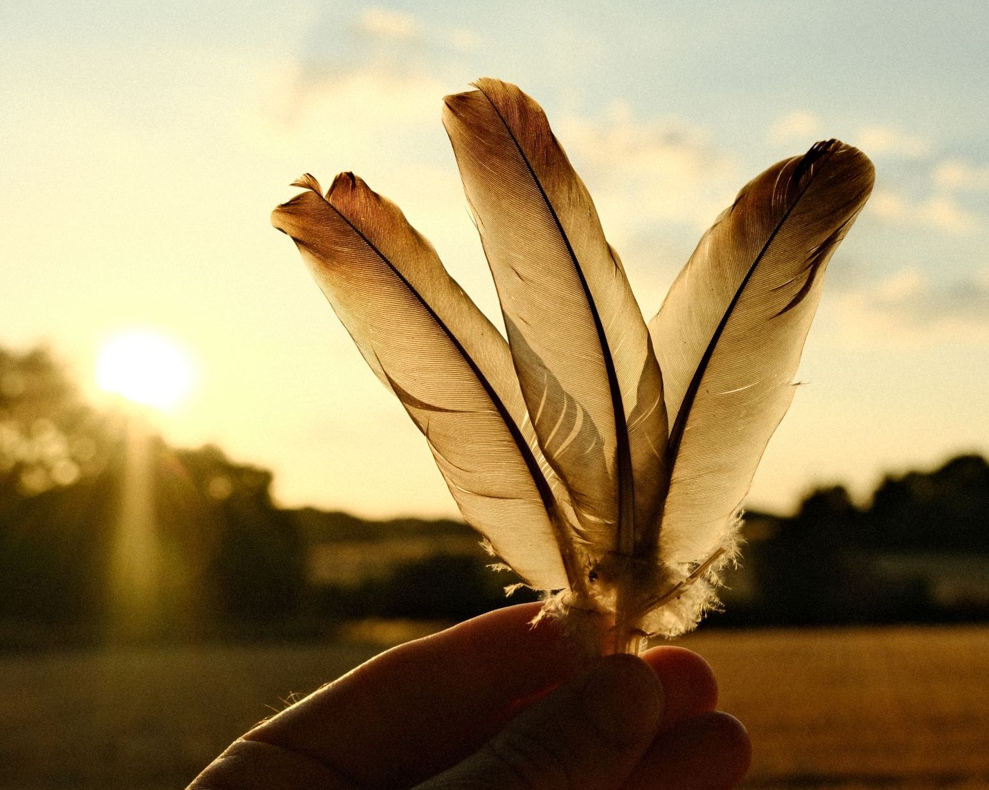 Analogico, for a Rich Golden Look