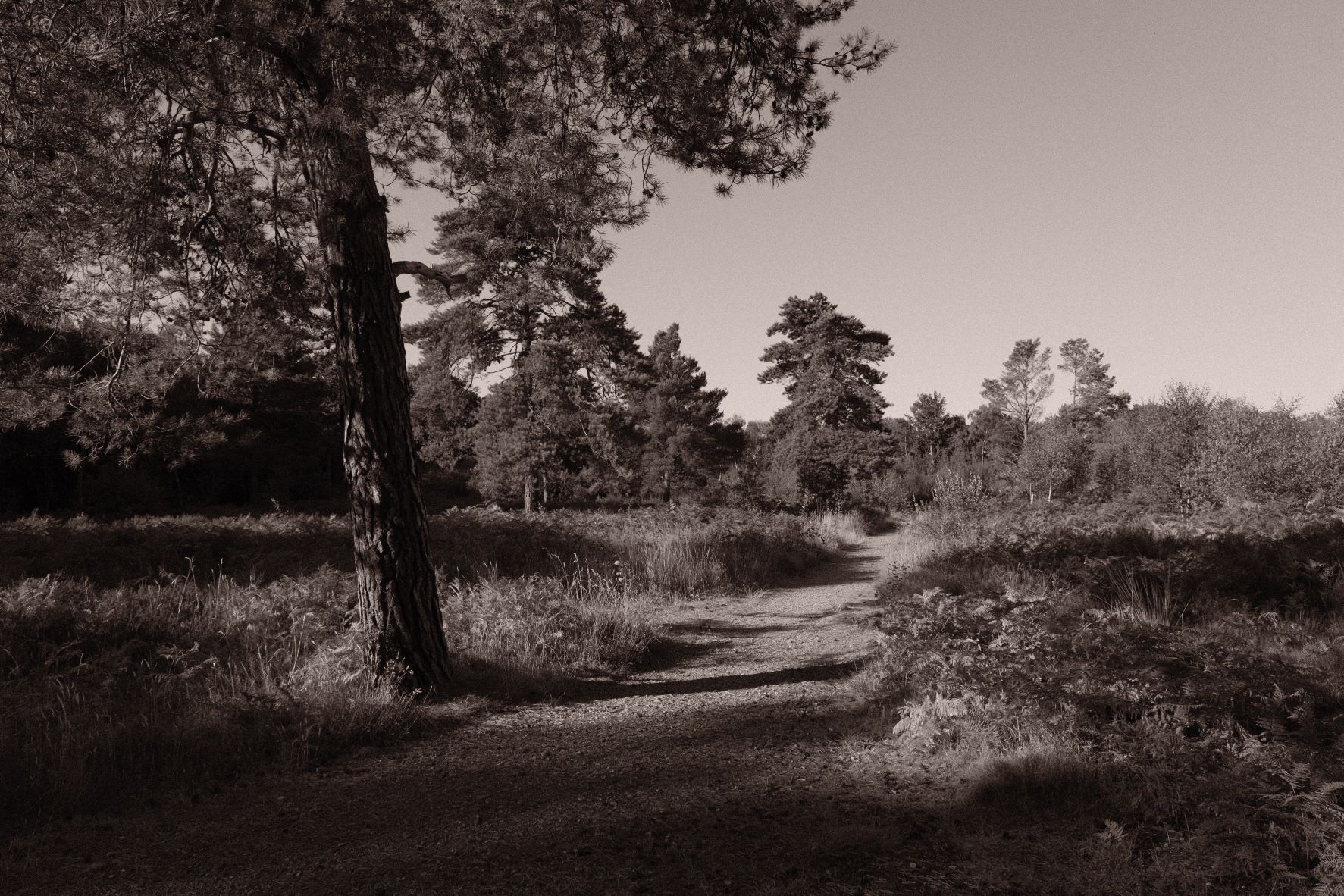 Atarangi Mono film recipe sample photo