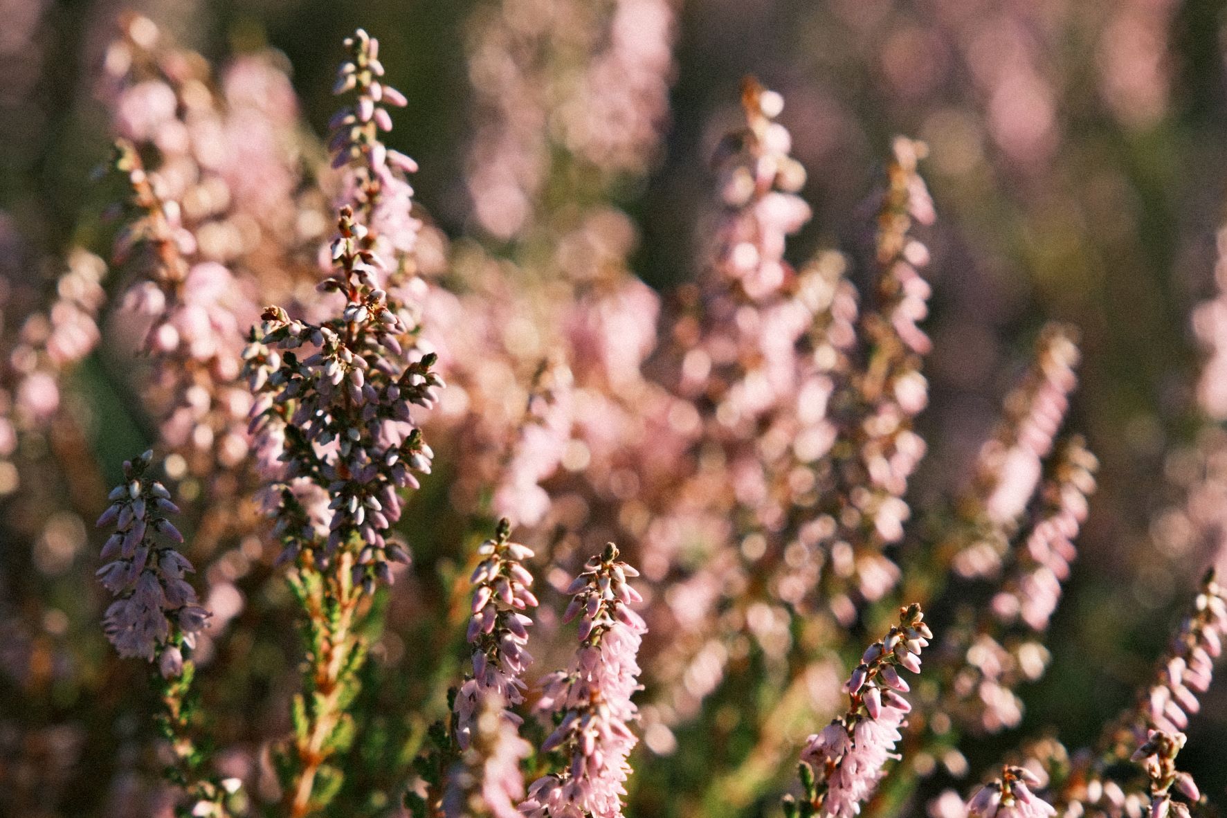 Grizzly Bear film recipe sample photo