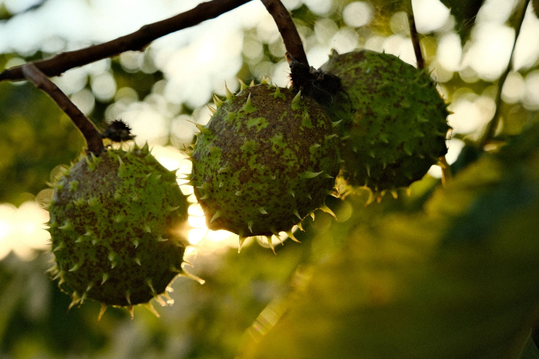 Analogico film recipe sample photo