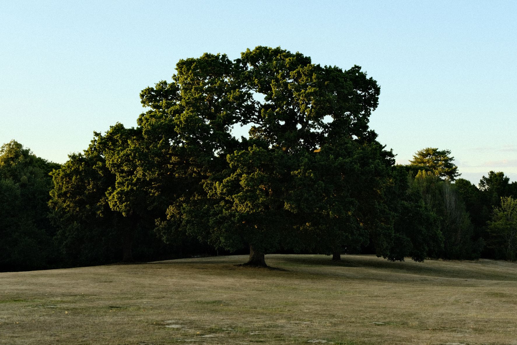 Analogico film recipe sample photo