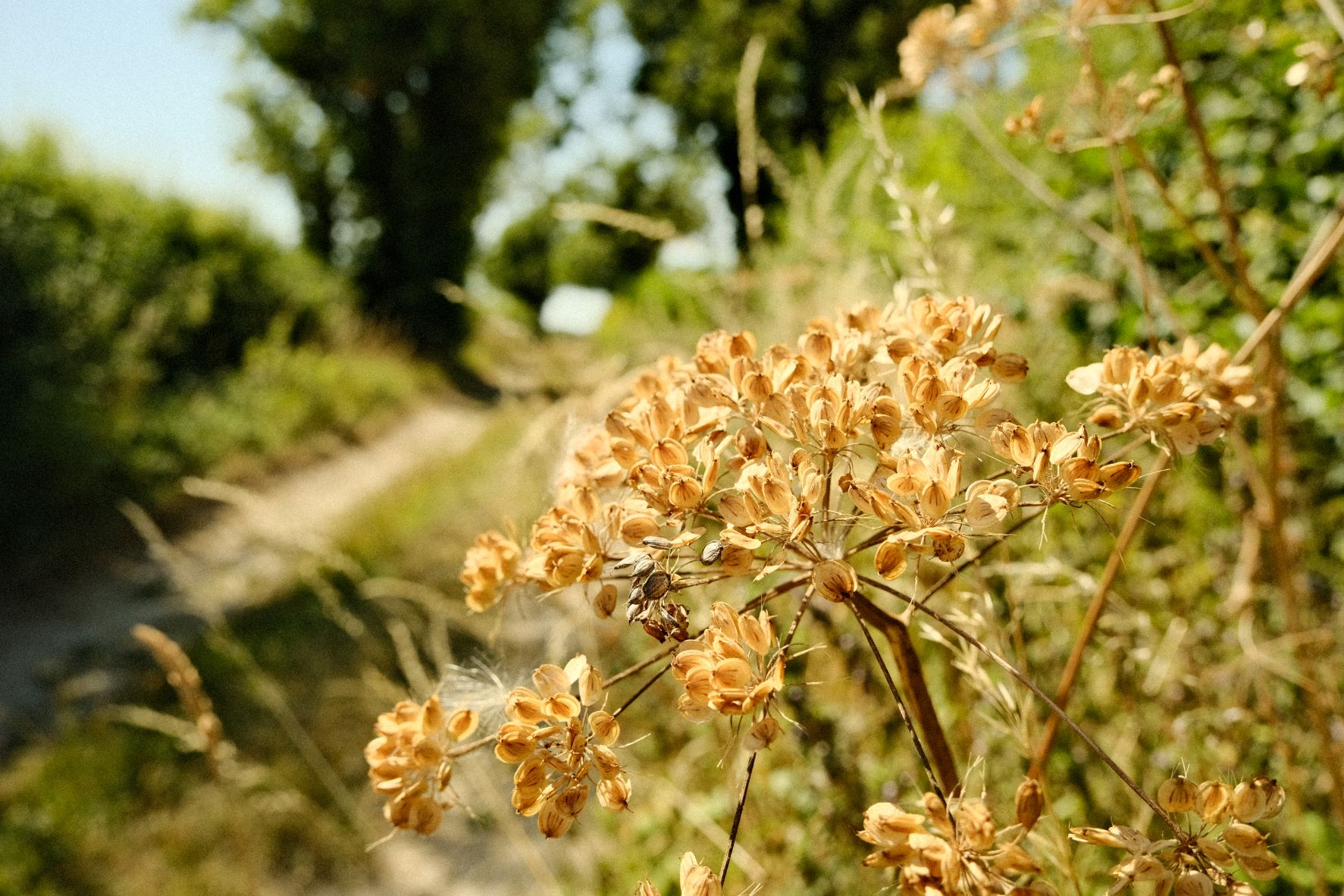 Analogico film recipe sample photo