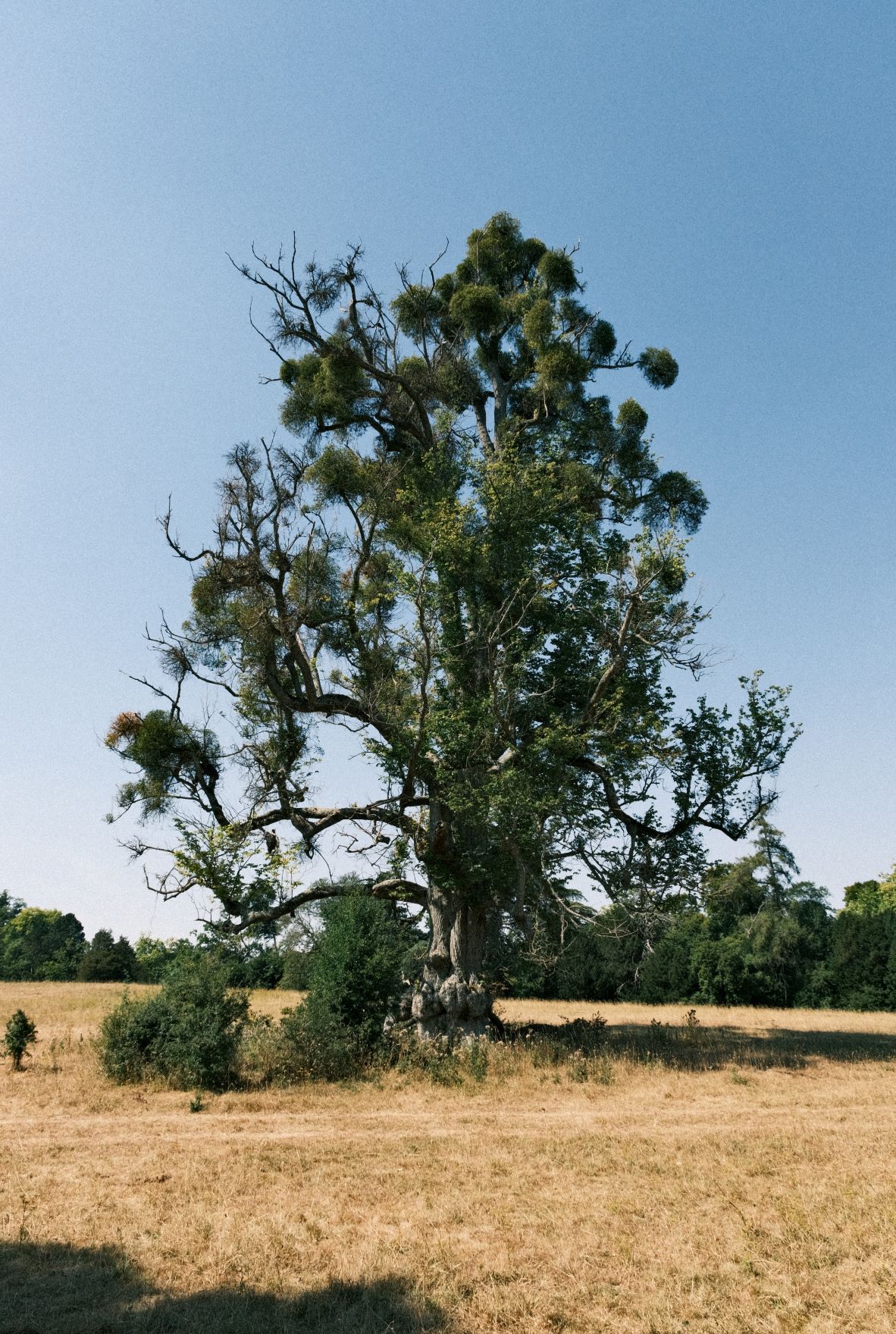 Grizzly Bear film recipe sample photo