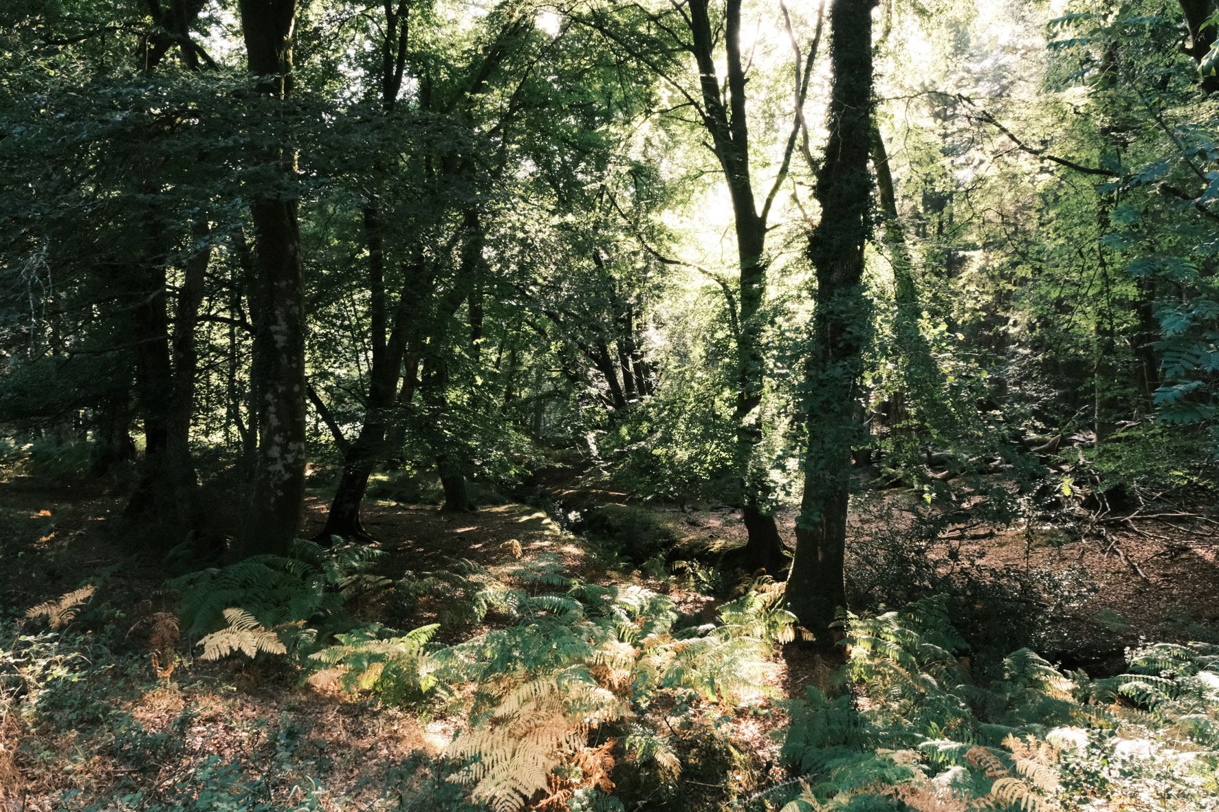 Restore from Backup film recipe sample photo