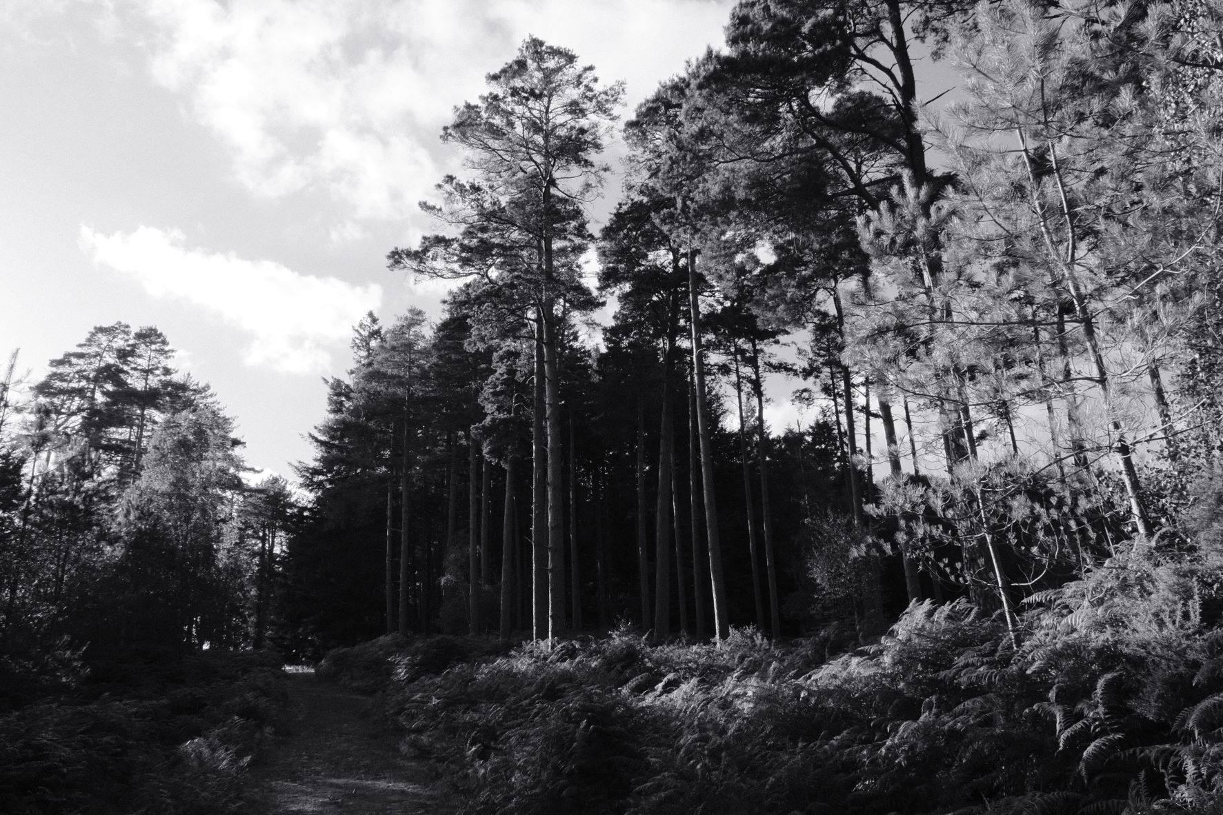 Silvertone 99 film recipe sample photo