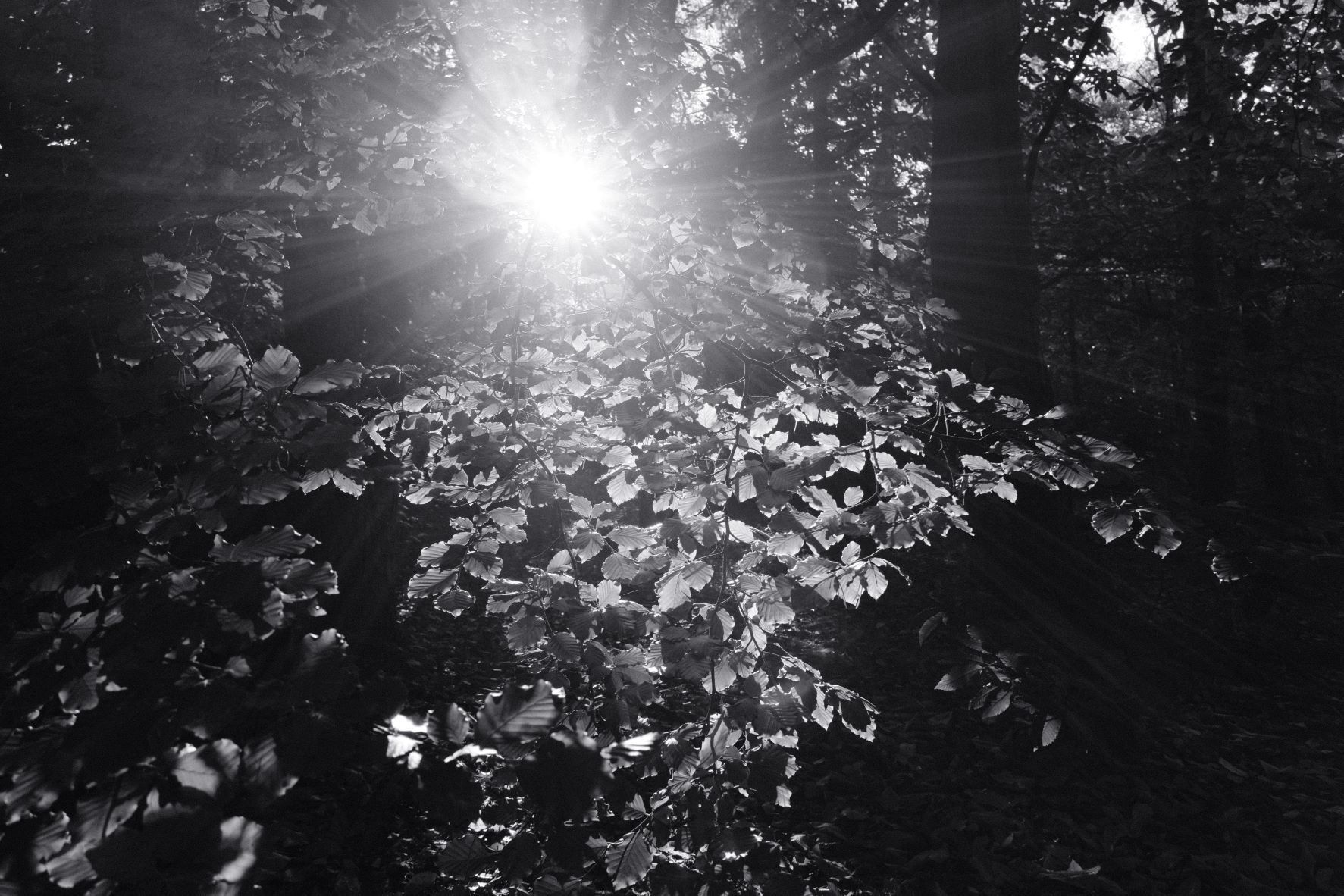 Silvertone 99 film recipe sample photo