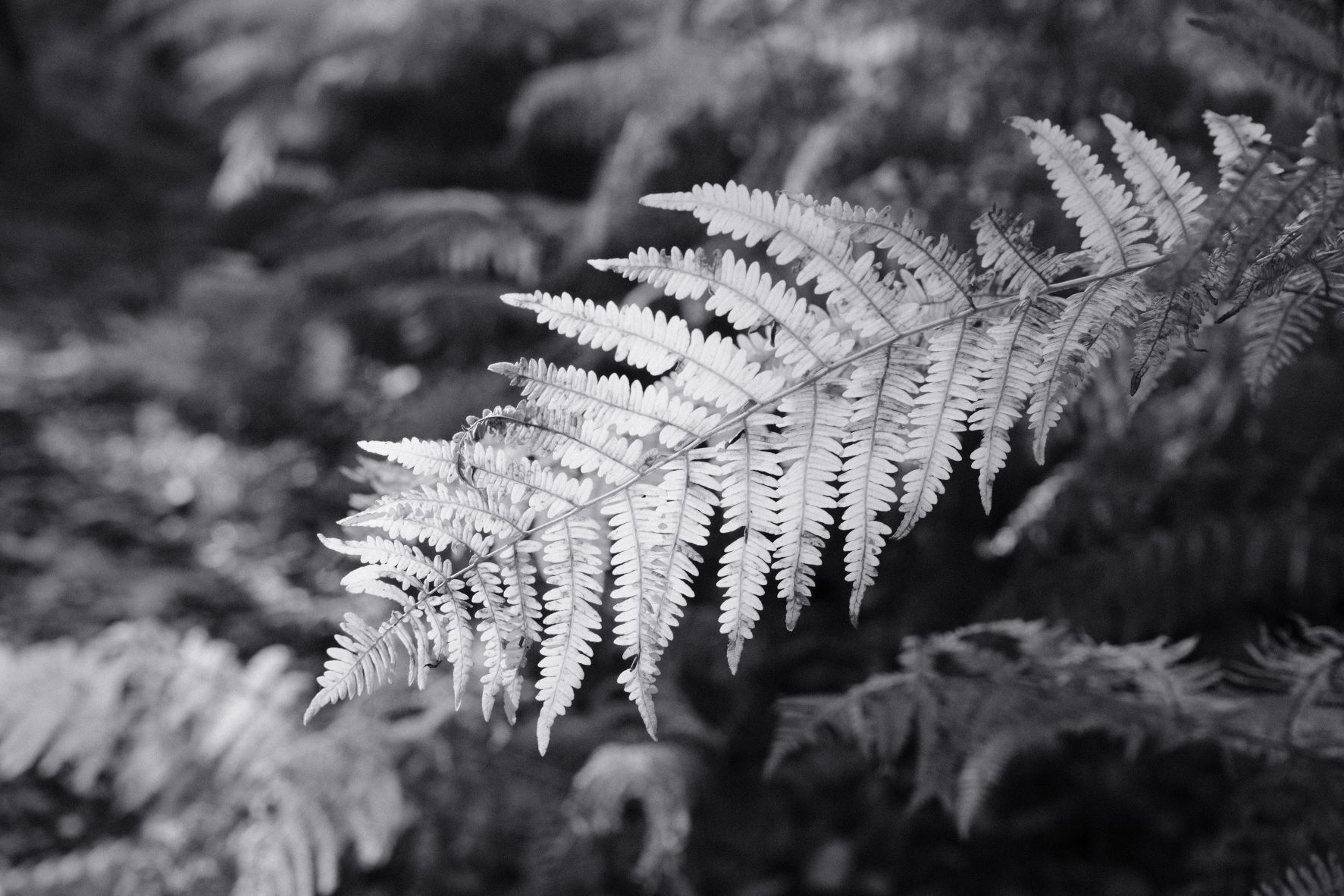 Silvertone 99 film recipe sample photo