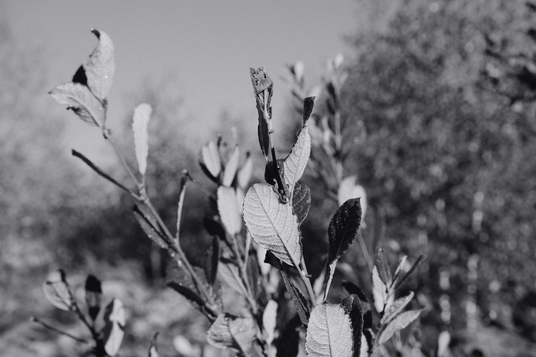 Silvertone 99 film recipe sample photo