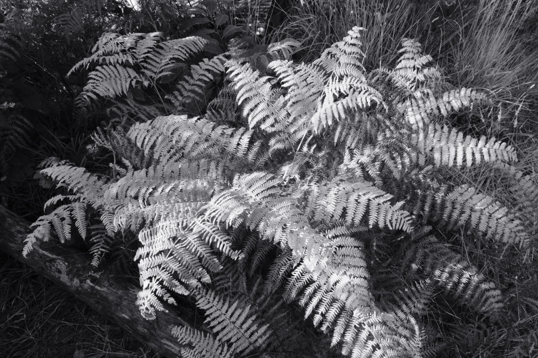 Silvertone 99 film recipe sample photo
