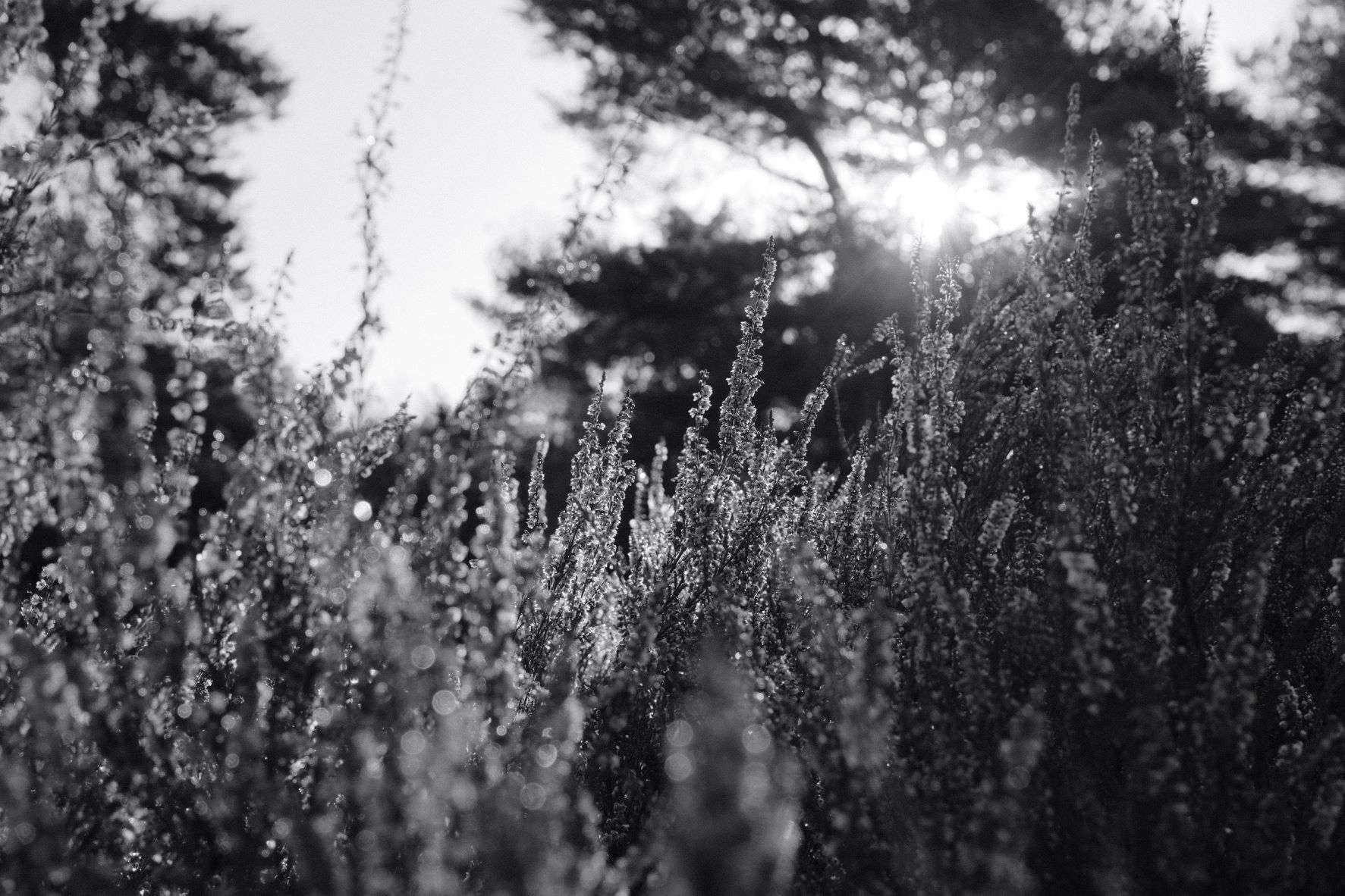 Silvertone 99 film recipe sample photo