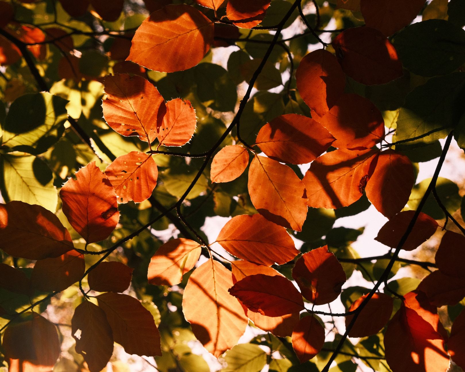 Fall Colormax, to Bring the Autumn Fire