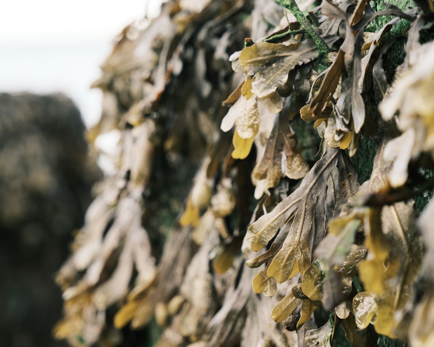 Nostalgic Fujicolor, for Subtle Classic Negative