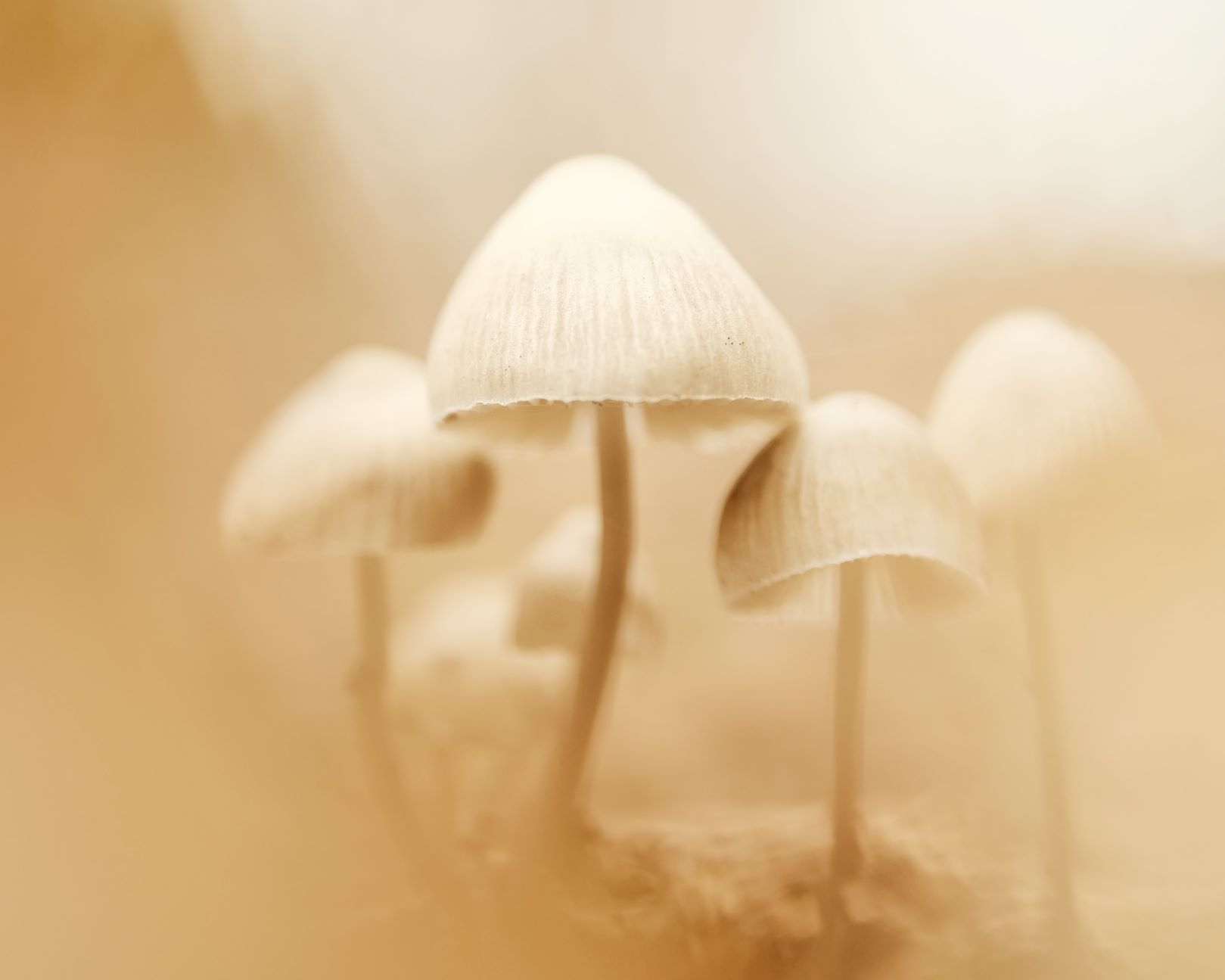 October Gold, Autumn Tones by Marcel Fraij