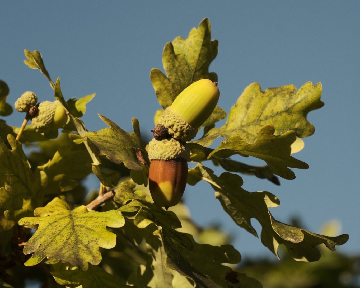 Aerocolor, based on Rare Kodak Film