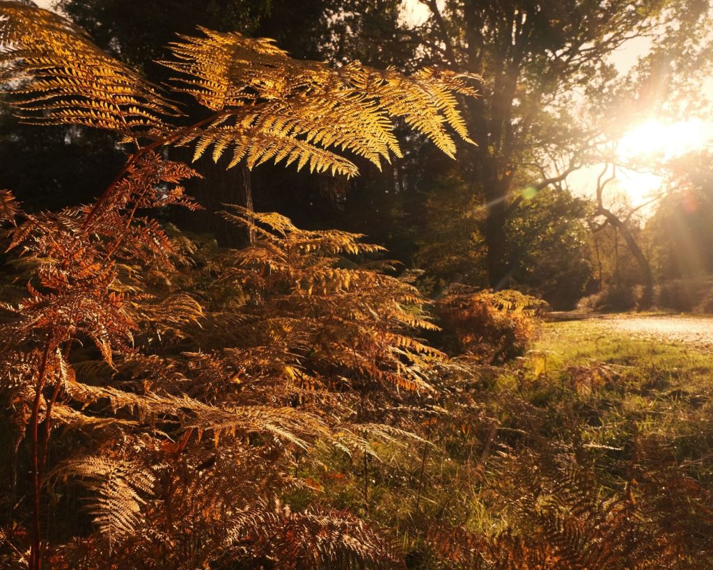 Copper, for Cinematic Autumn&nbsp;Tones