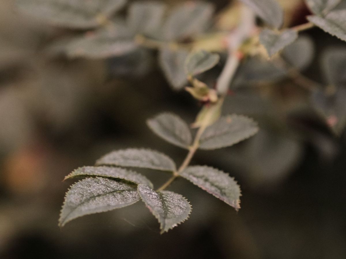 Deep Forest, a Mellow Woodland&nbsp;Look