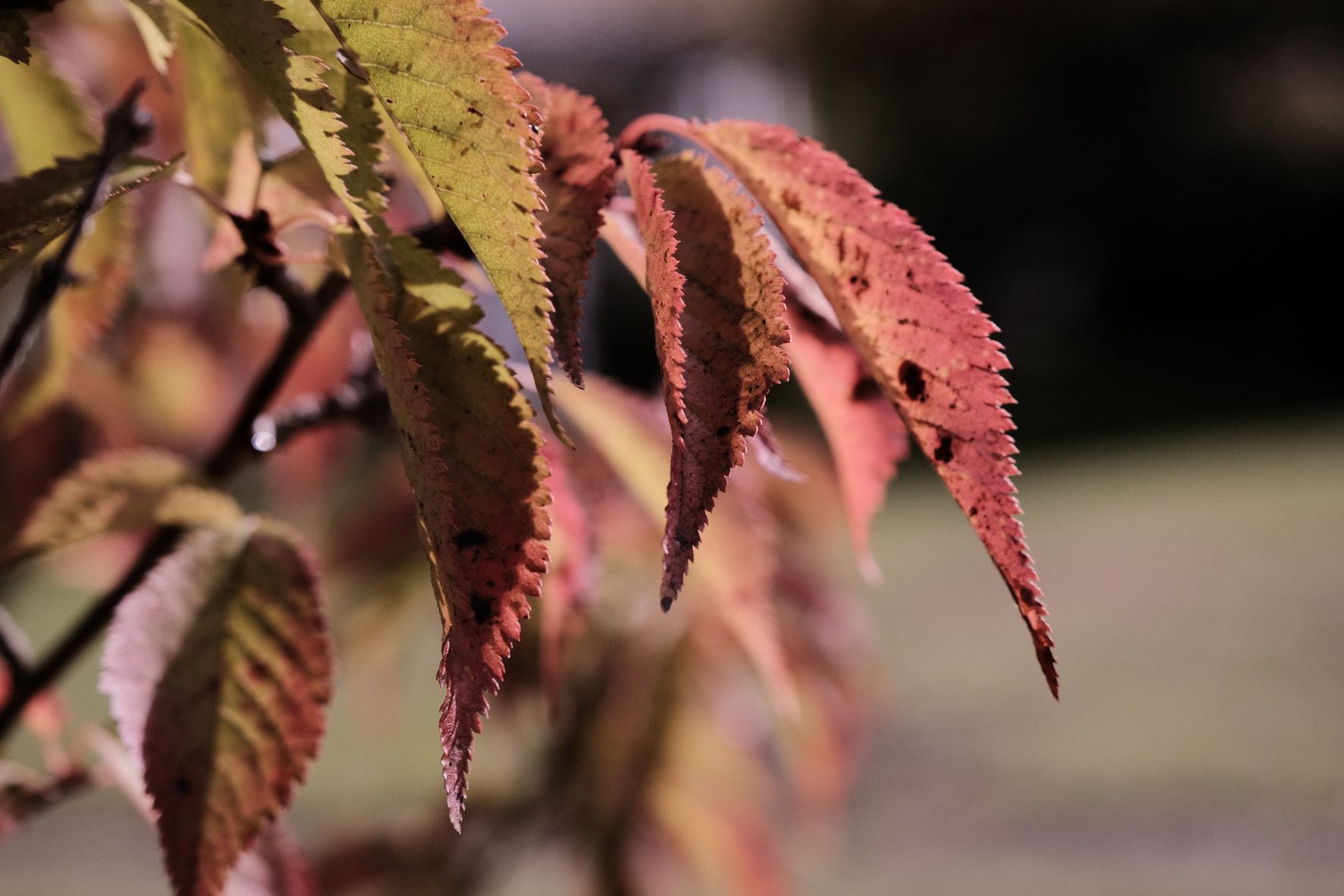Deep Forest film recipe sample photo
