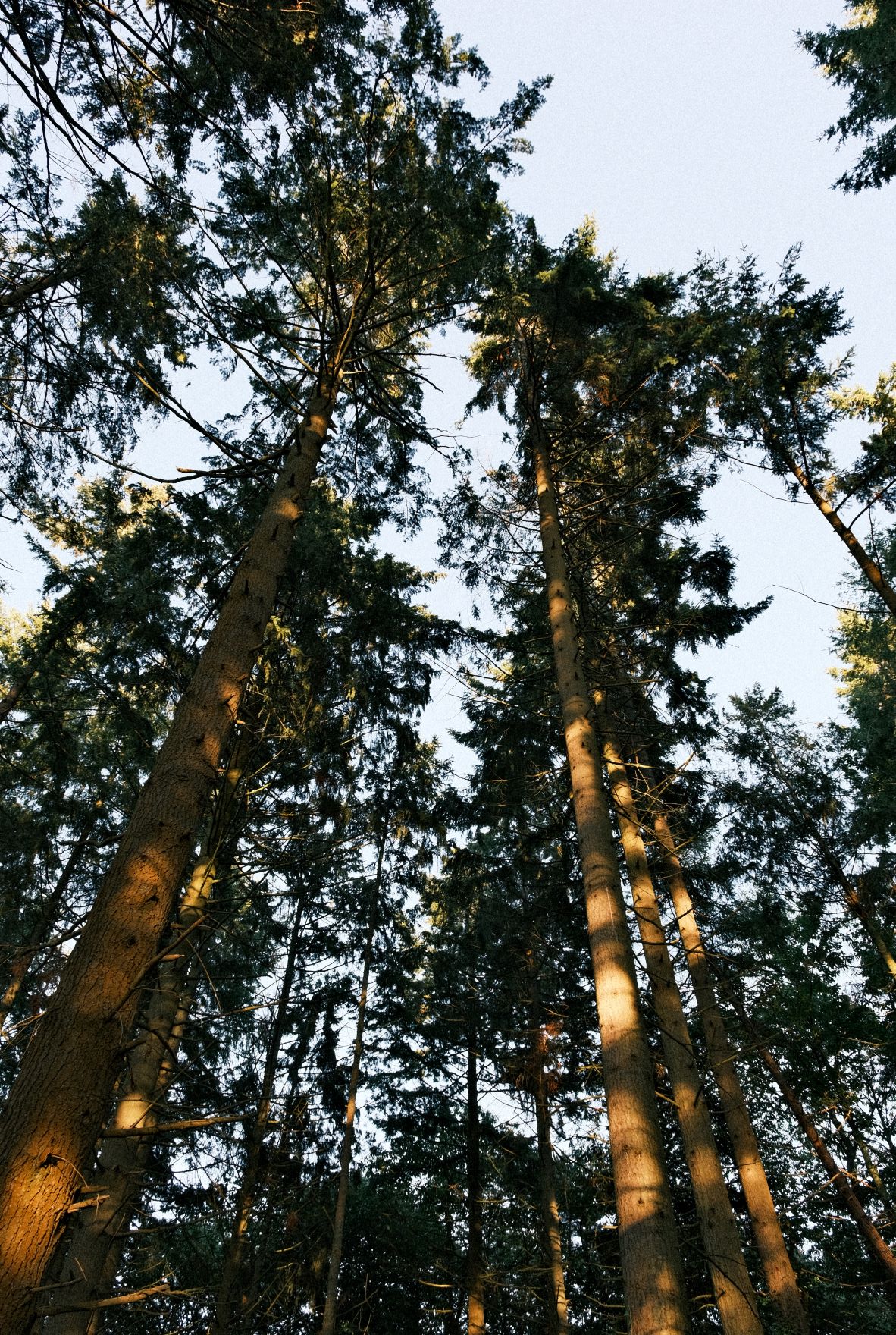 Grizzly Bear film recipe sample photo