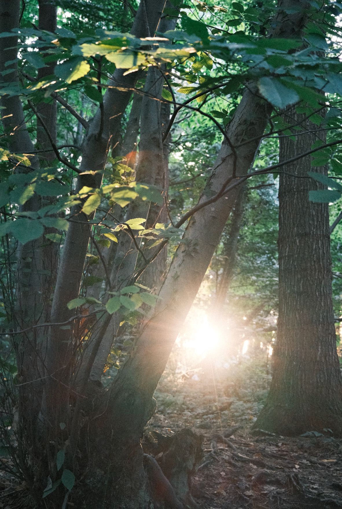 Grizzly Bear film recipe sample photo