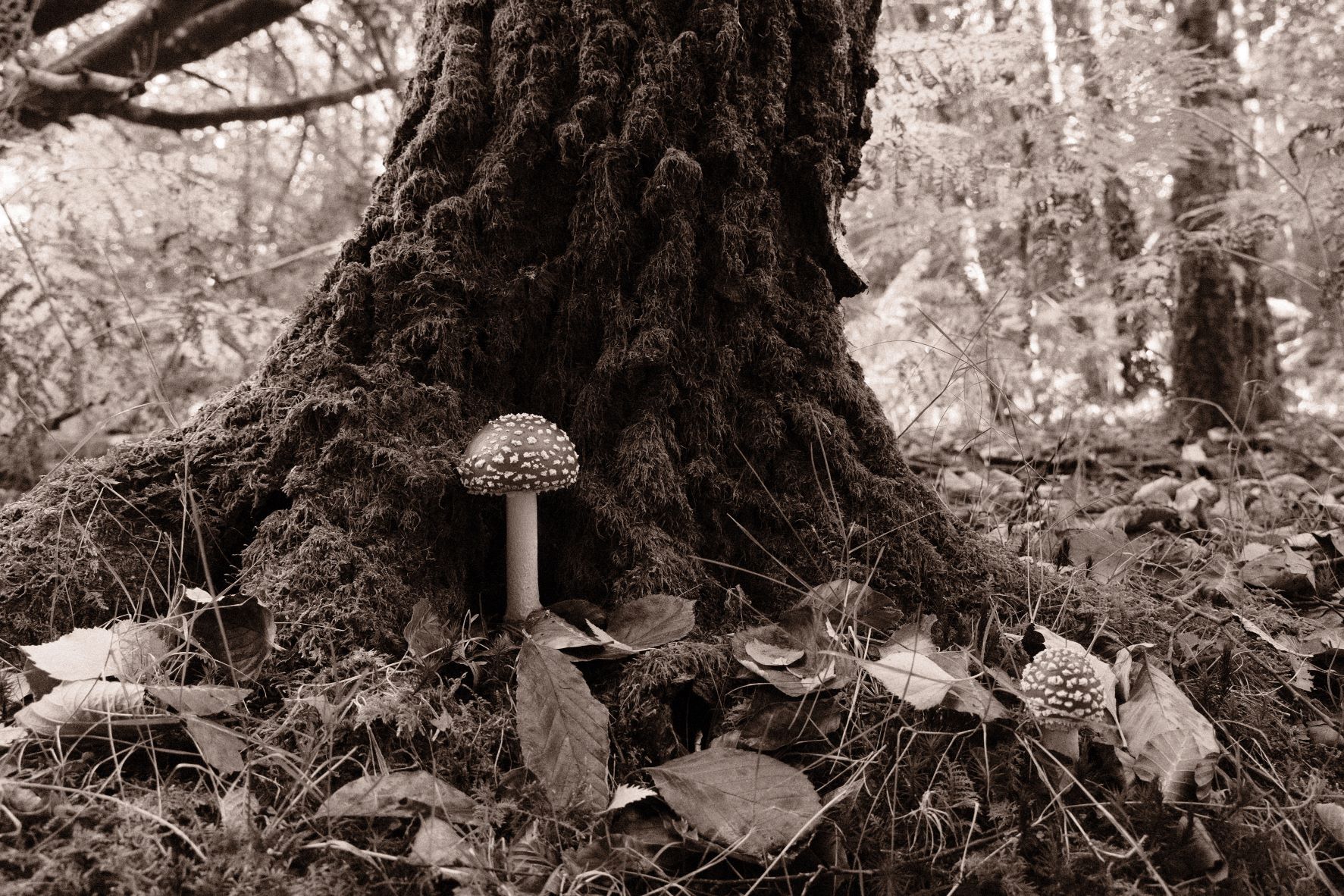Bromide Mono film recipe sample photo