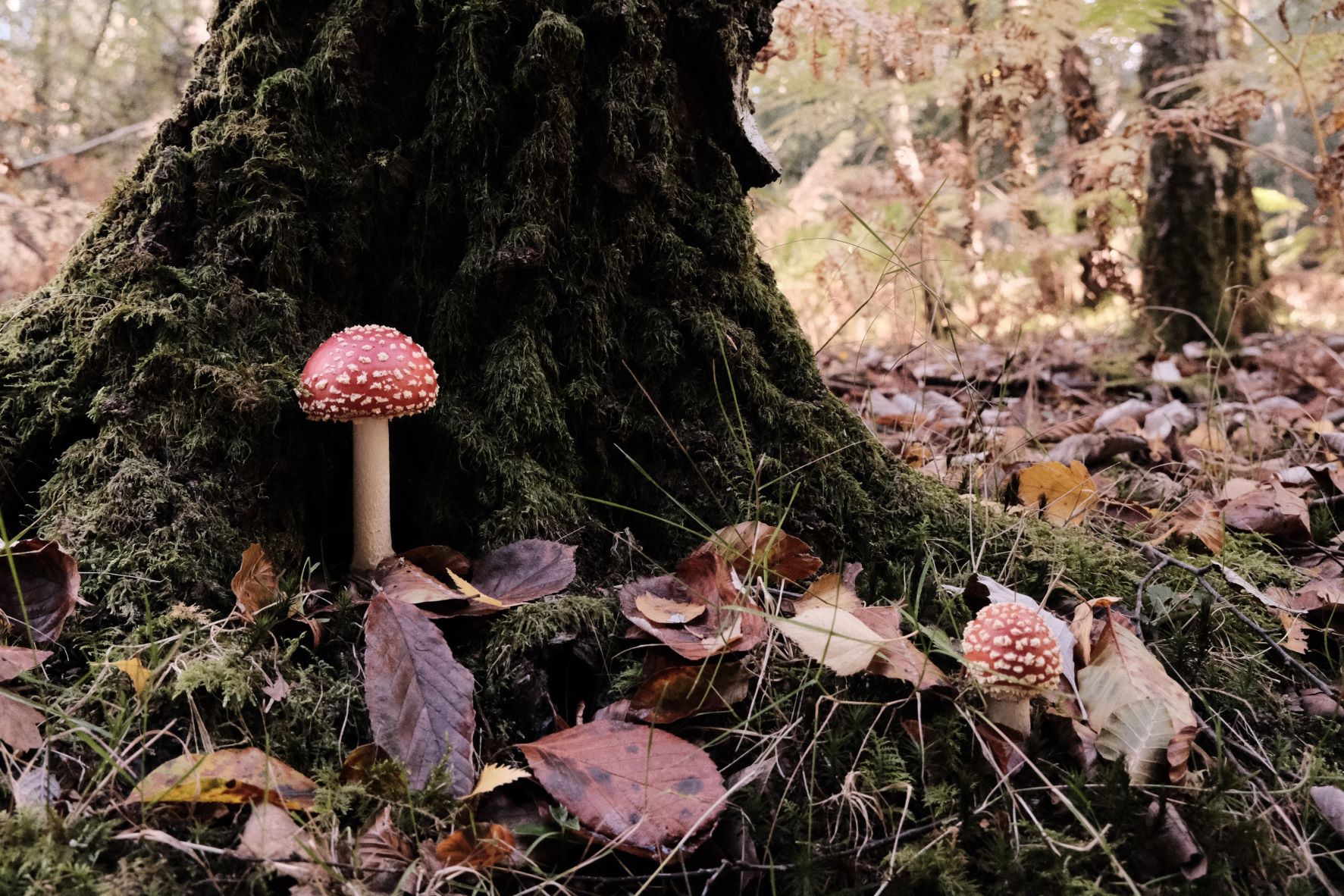 Deep Forest film recipe sample photo