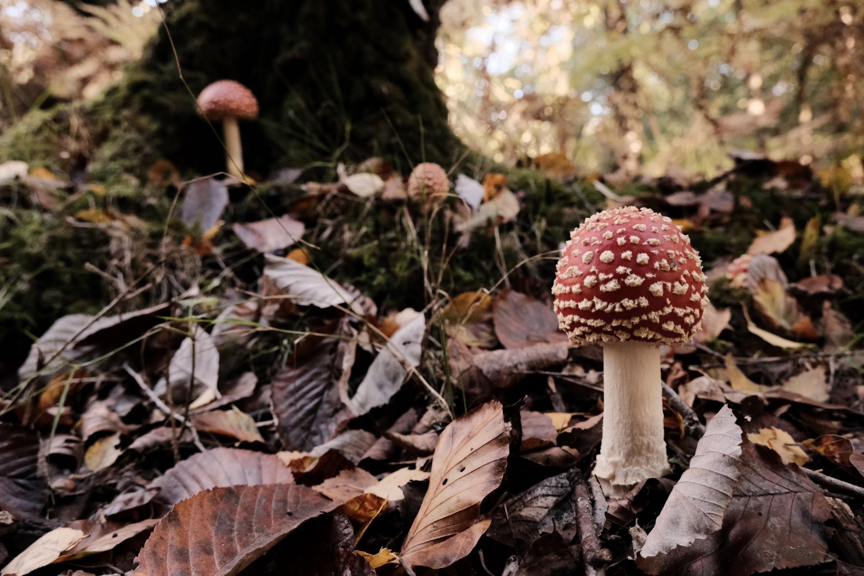 Deep Forest film recipe sample photo
