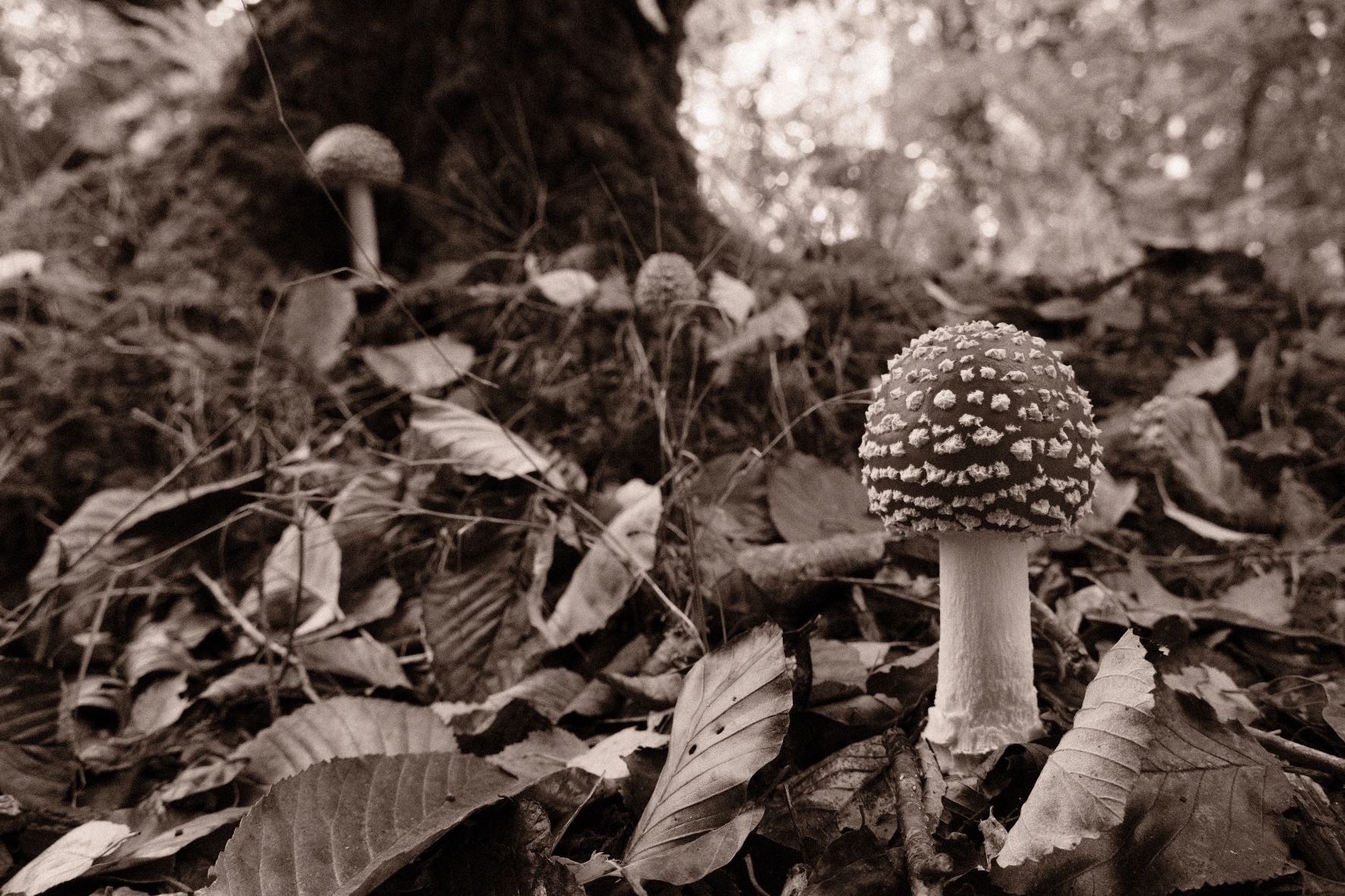 Bromide Mono film recipe sample photo