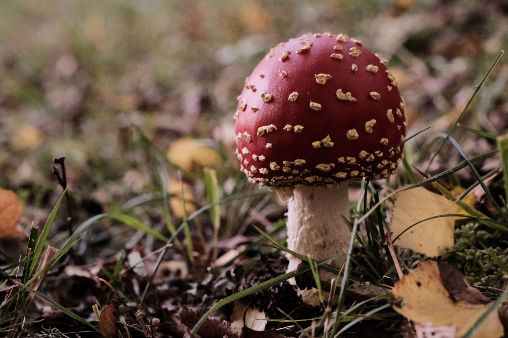 Deep Forest film recipe sample photo