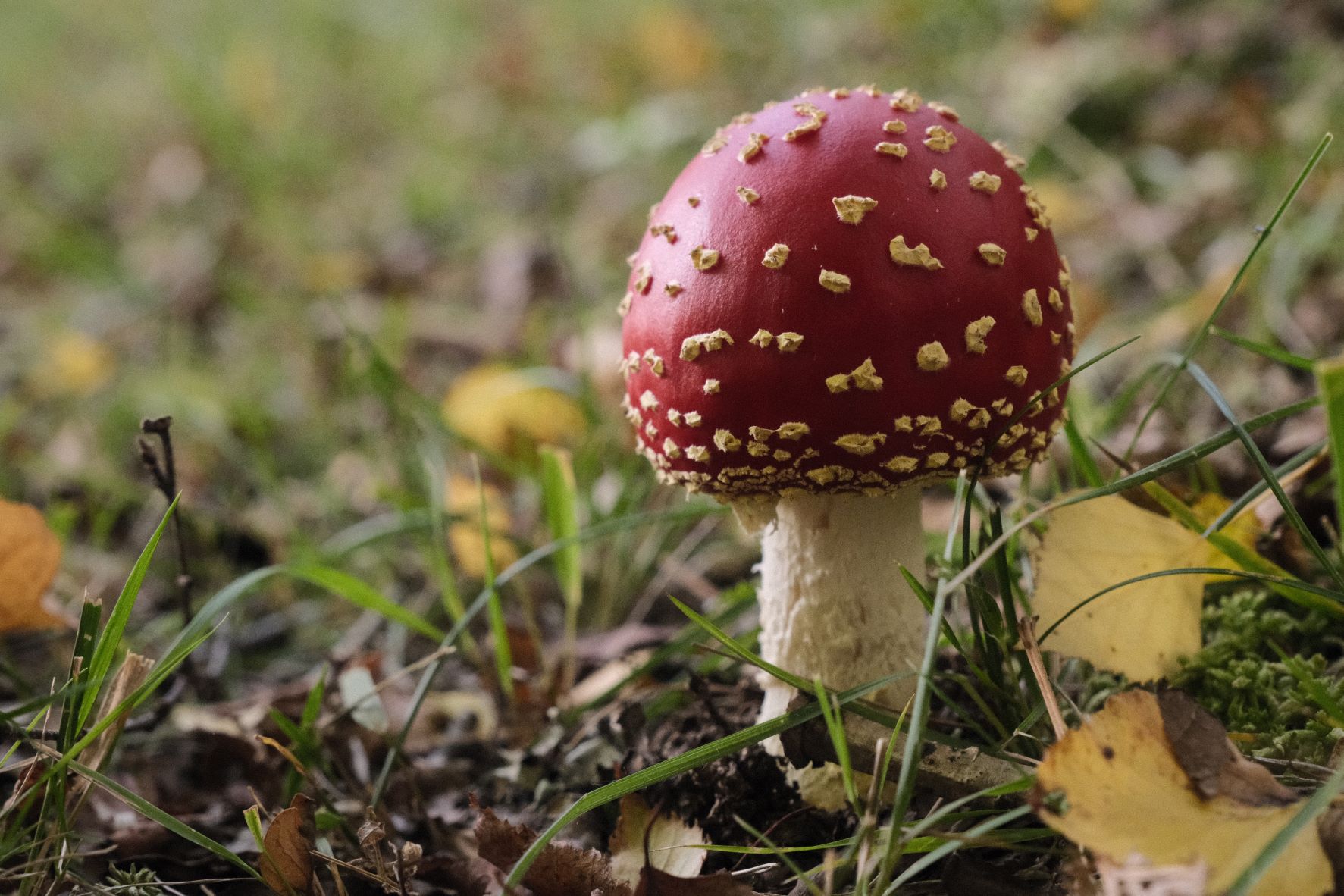 Retro Standard film recipe sample photo