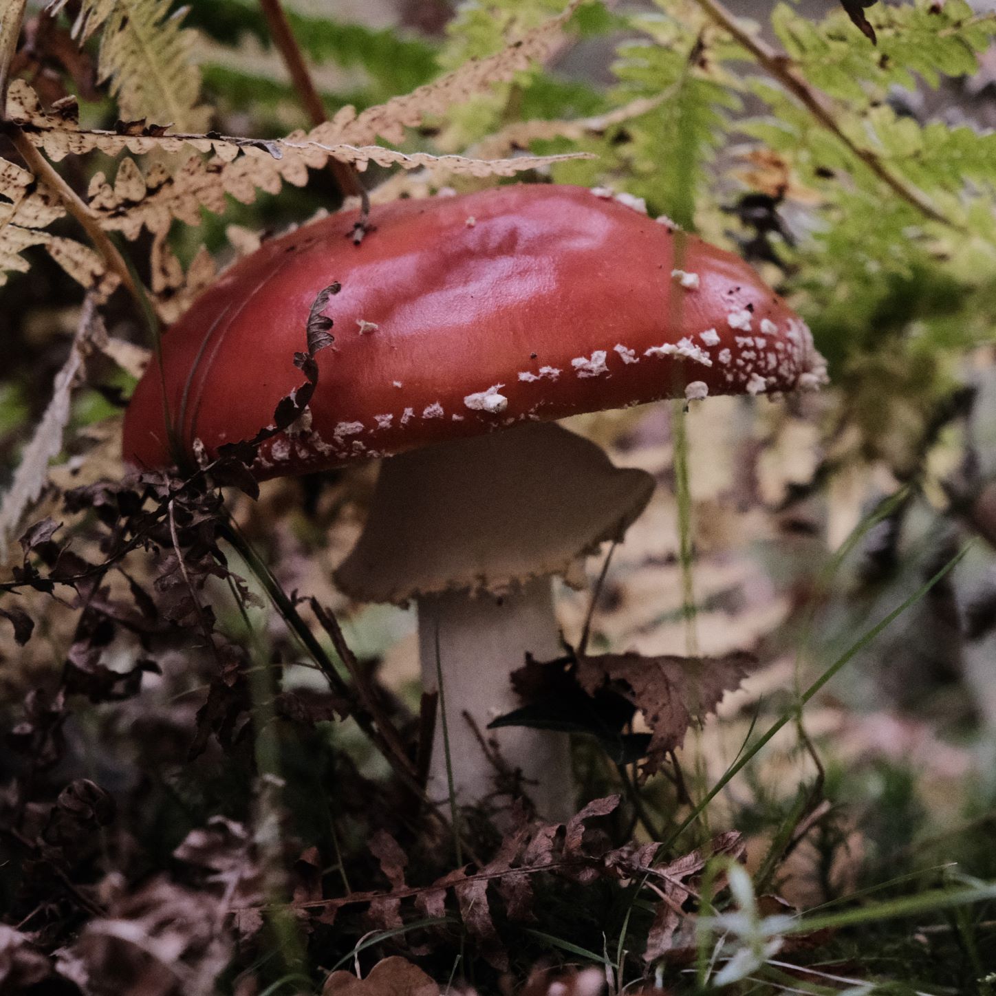 Deep Forest film recipe sample photo