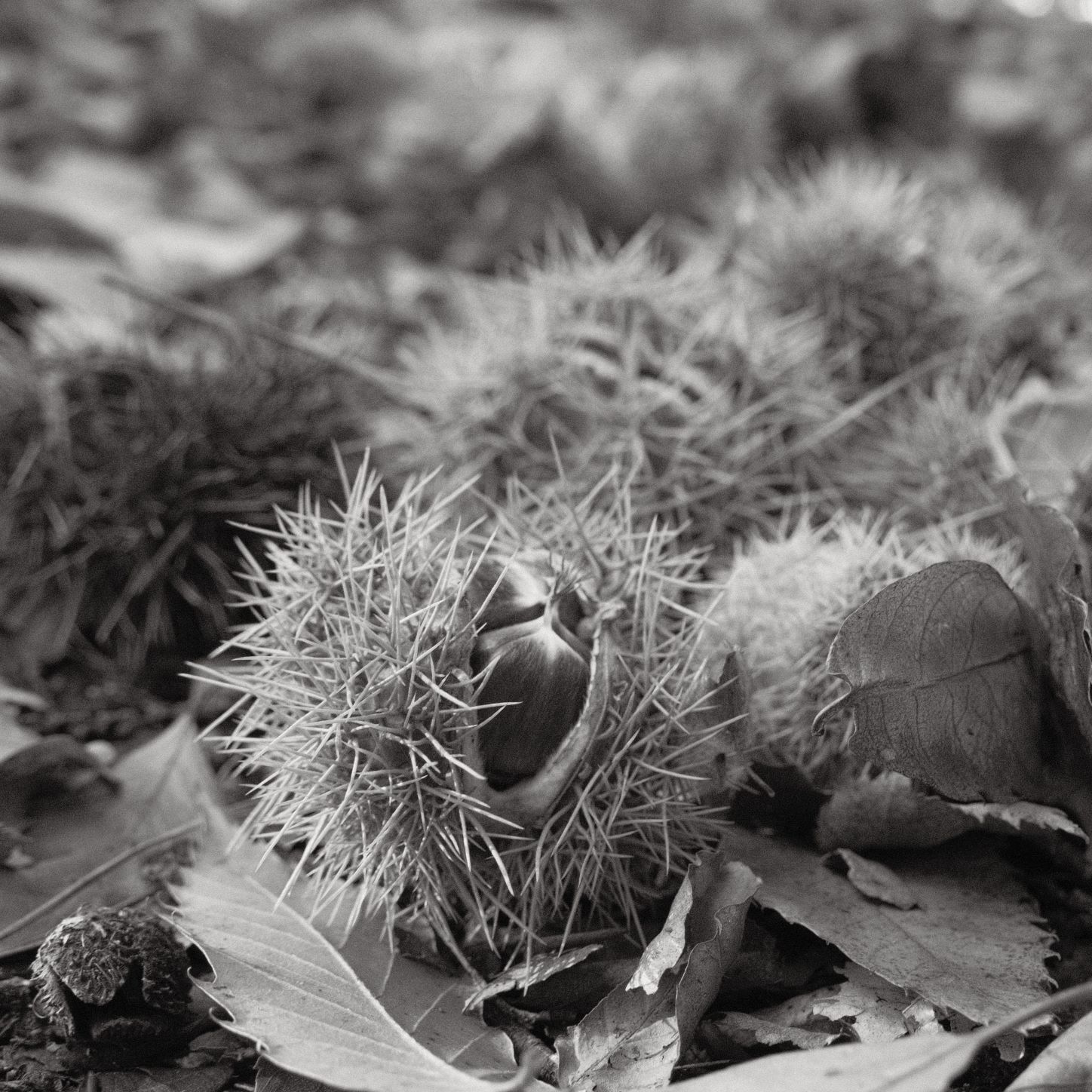 Soft Acros film recipe sample photo