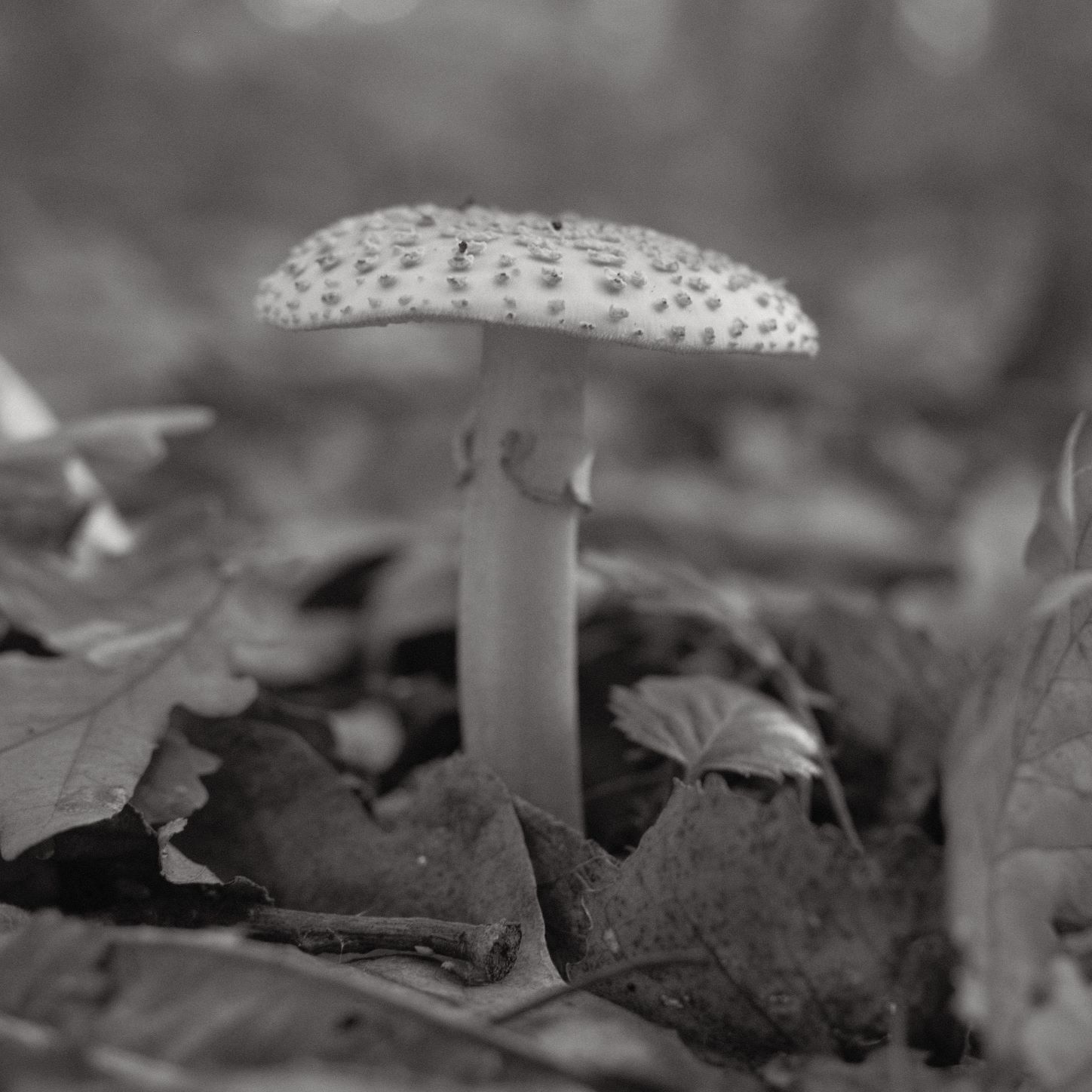 Soft Acros film recipe sample photo