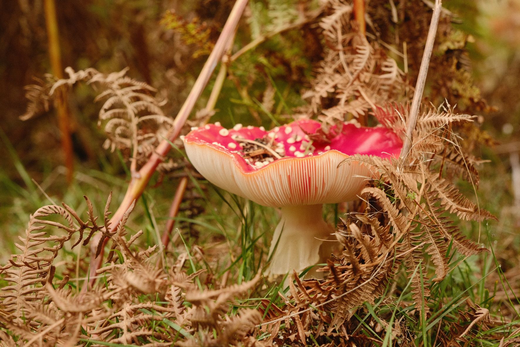 Astia Mellow film recipe sample photo