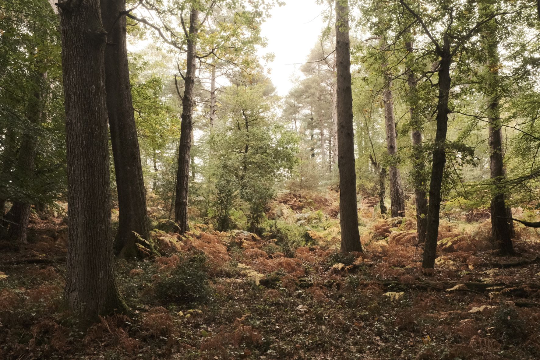 Eterna 8K film recipe sample photo