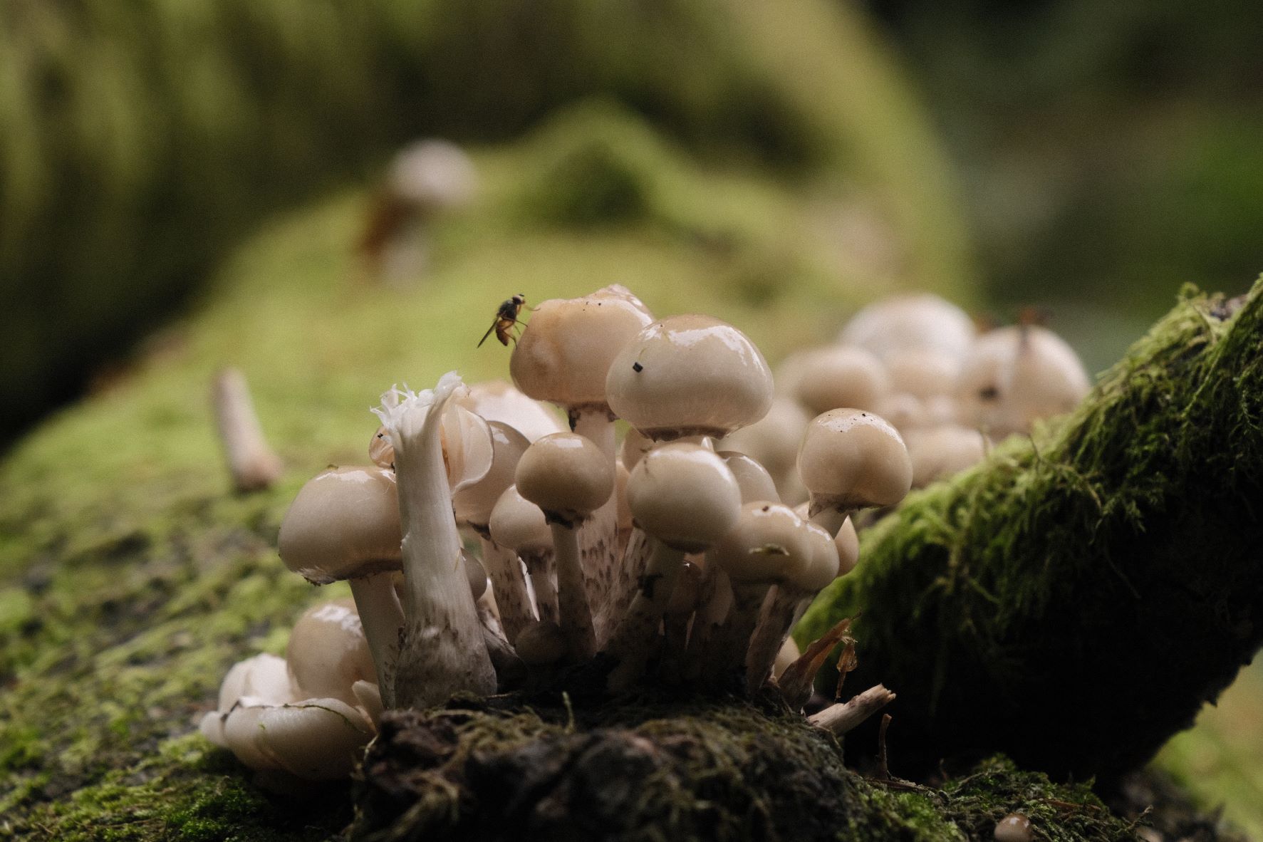 Retro Standard film recipe sample photo