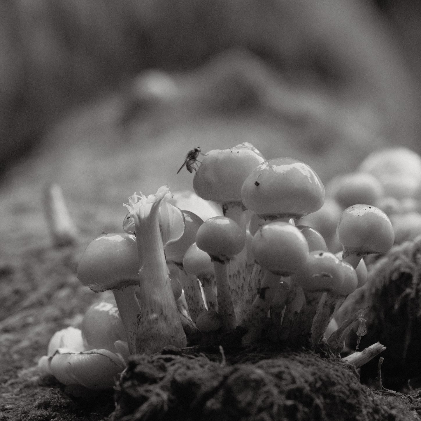 Soft Acros film recipe sample photo
