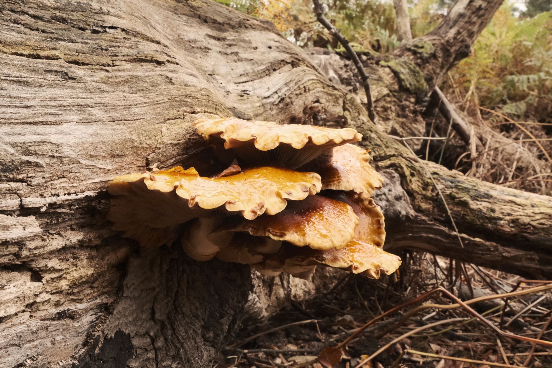 Eterna 8K film recipe sample photo